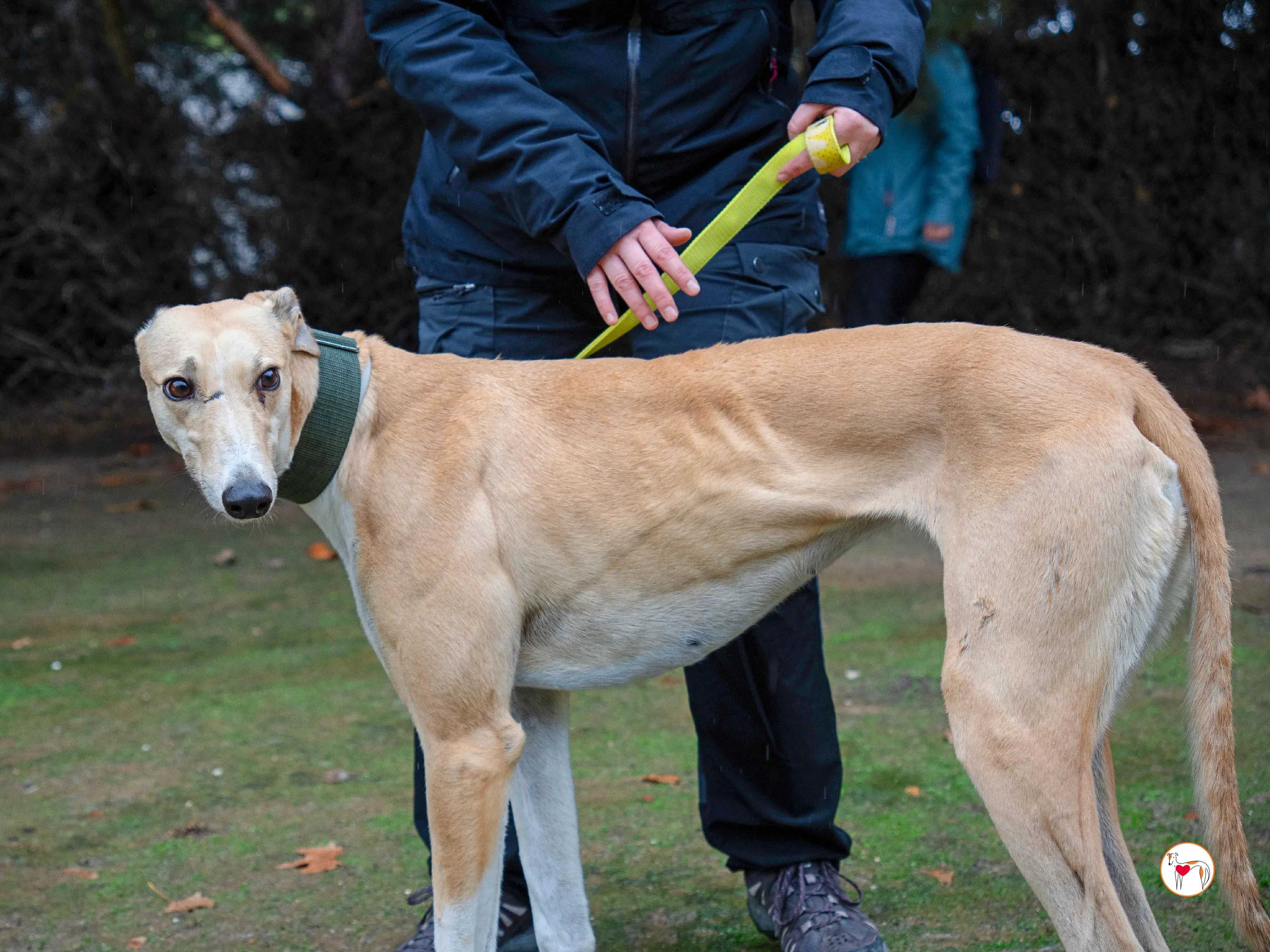 selvita galgo grey adozione 21