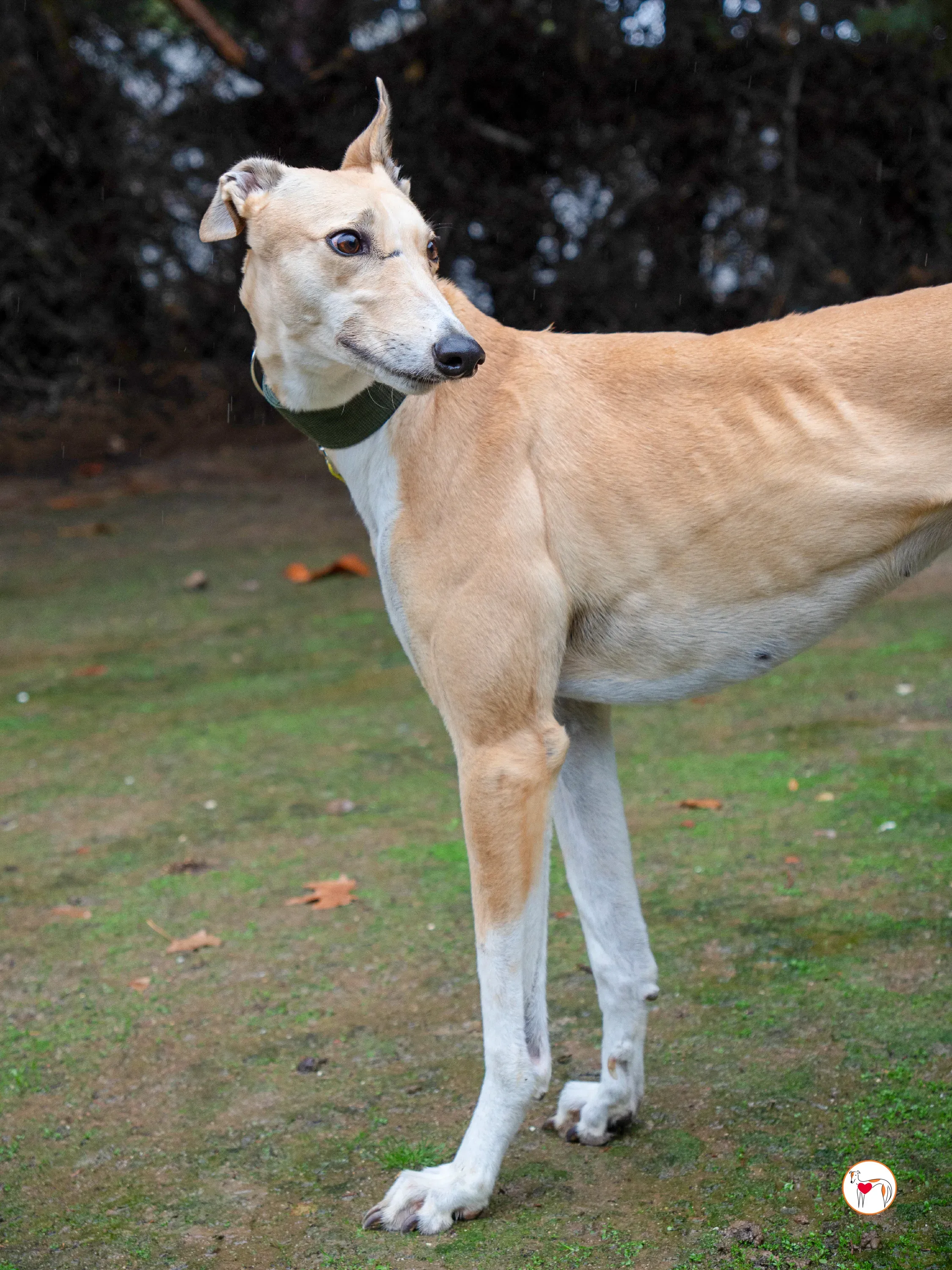 selvita galgo grey adozione 22