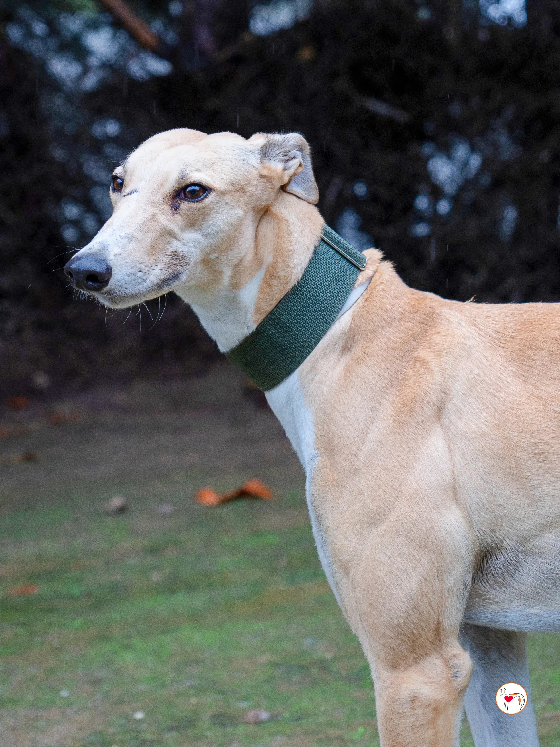 selvita galgo grey adozione 24
