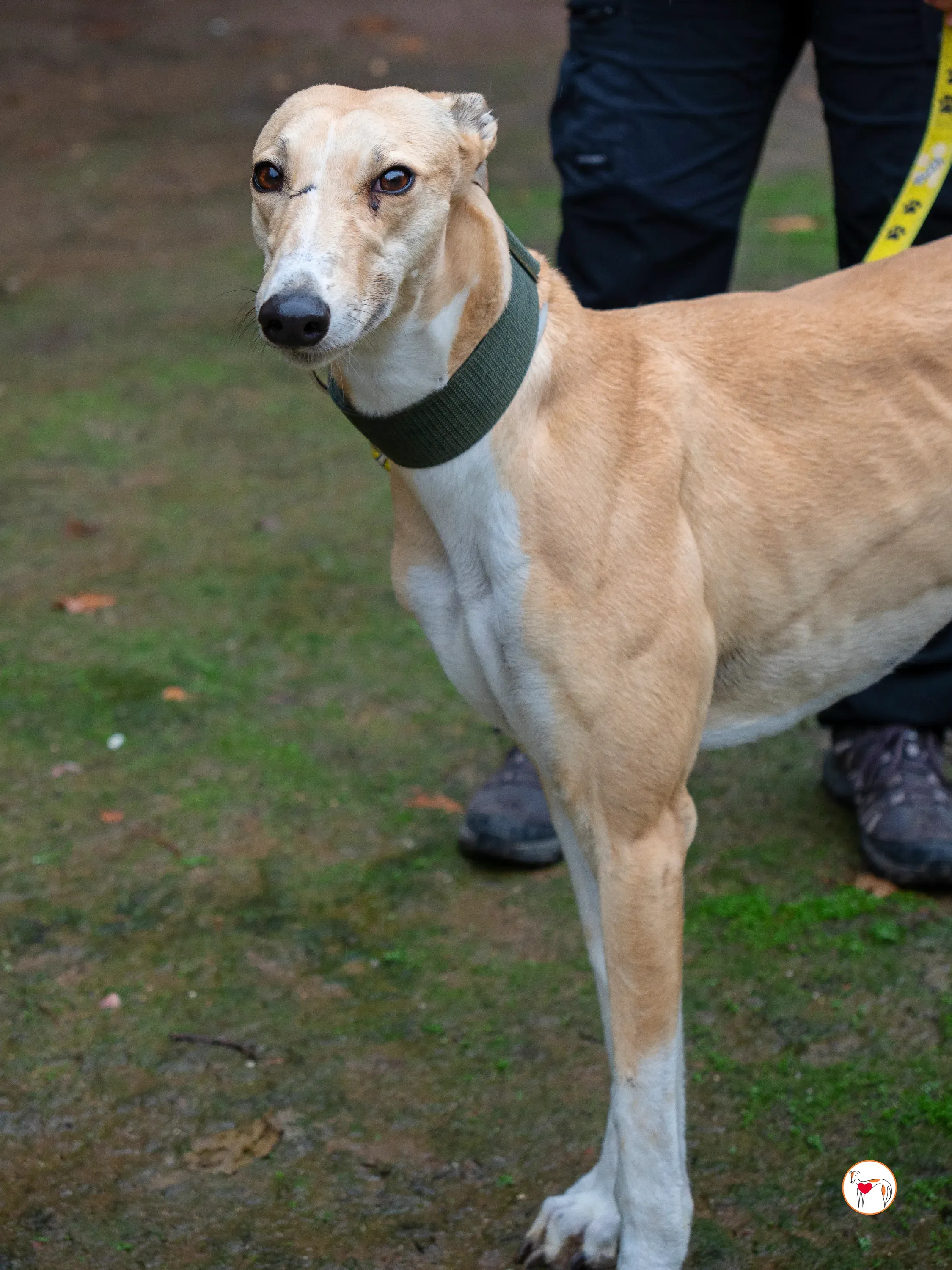 selvita galgo grey adozione 25