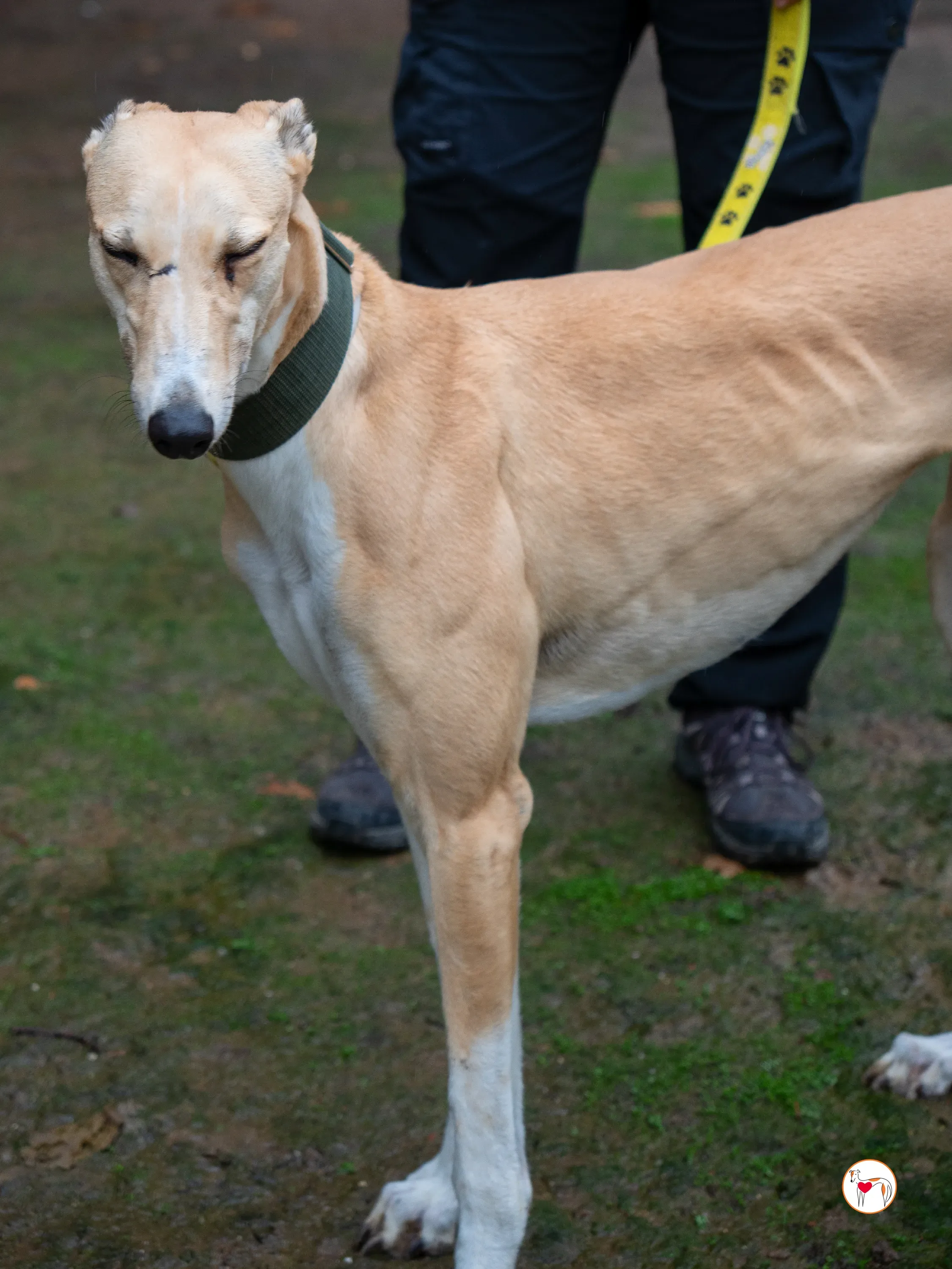 selvita galgo grey adozione 26