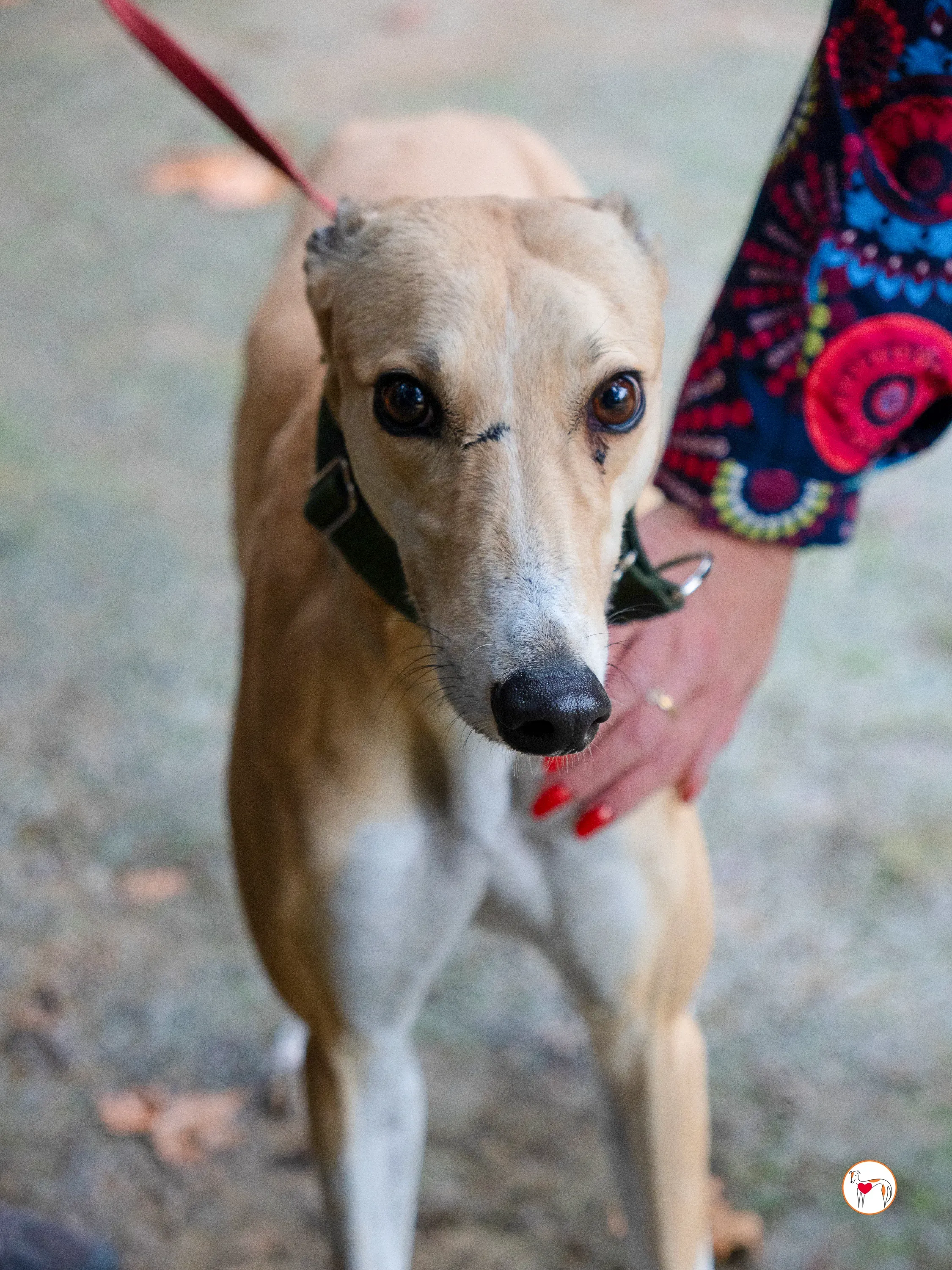 selvita galgo grey adozione 27