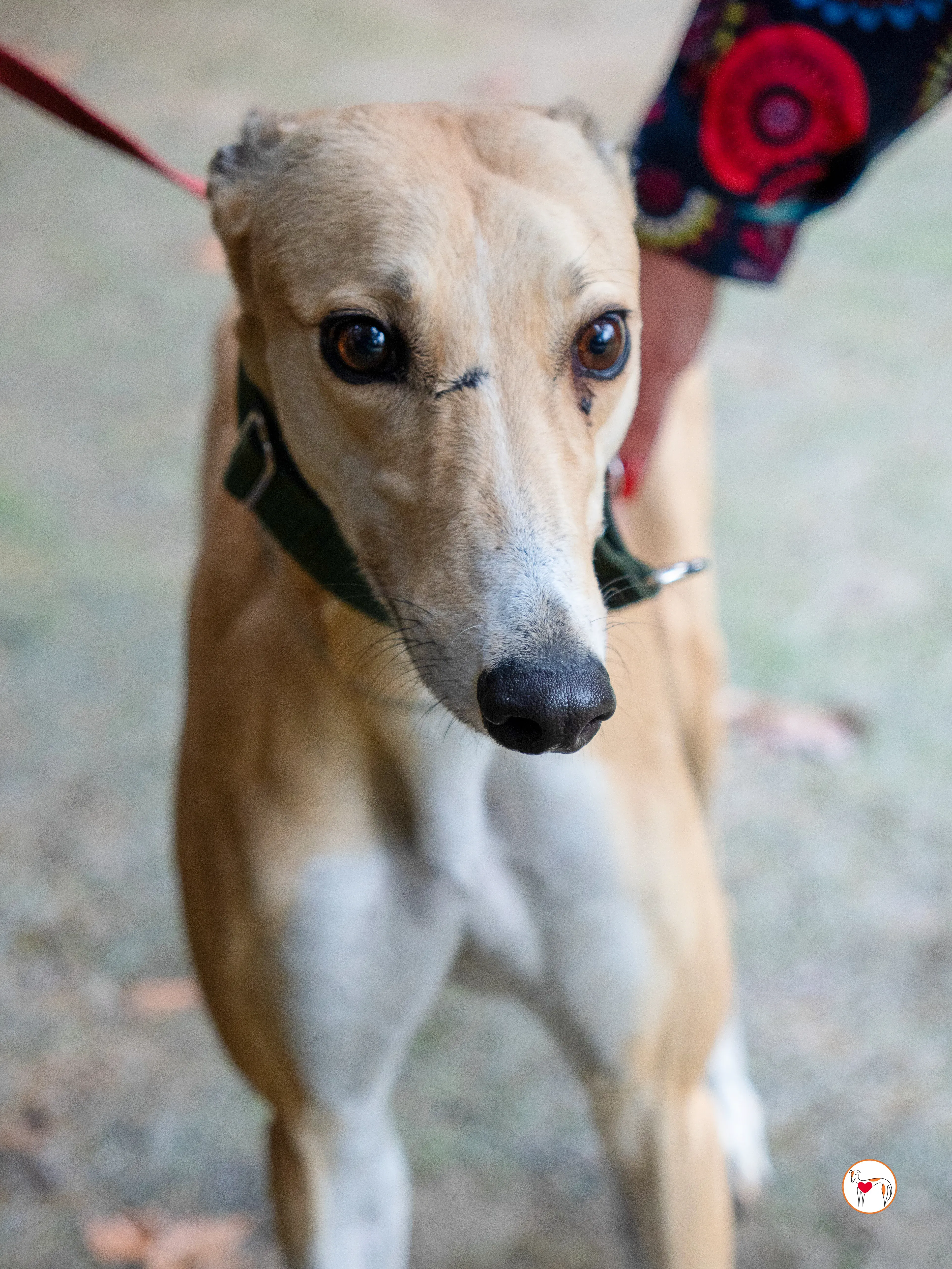 selvita galgo grey adozione 28