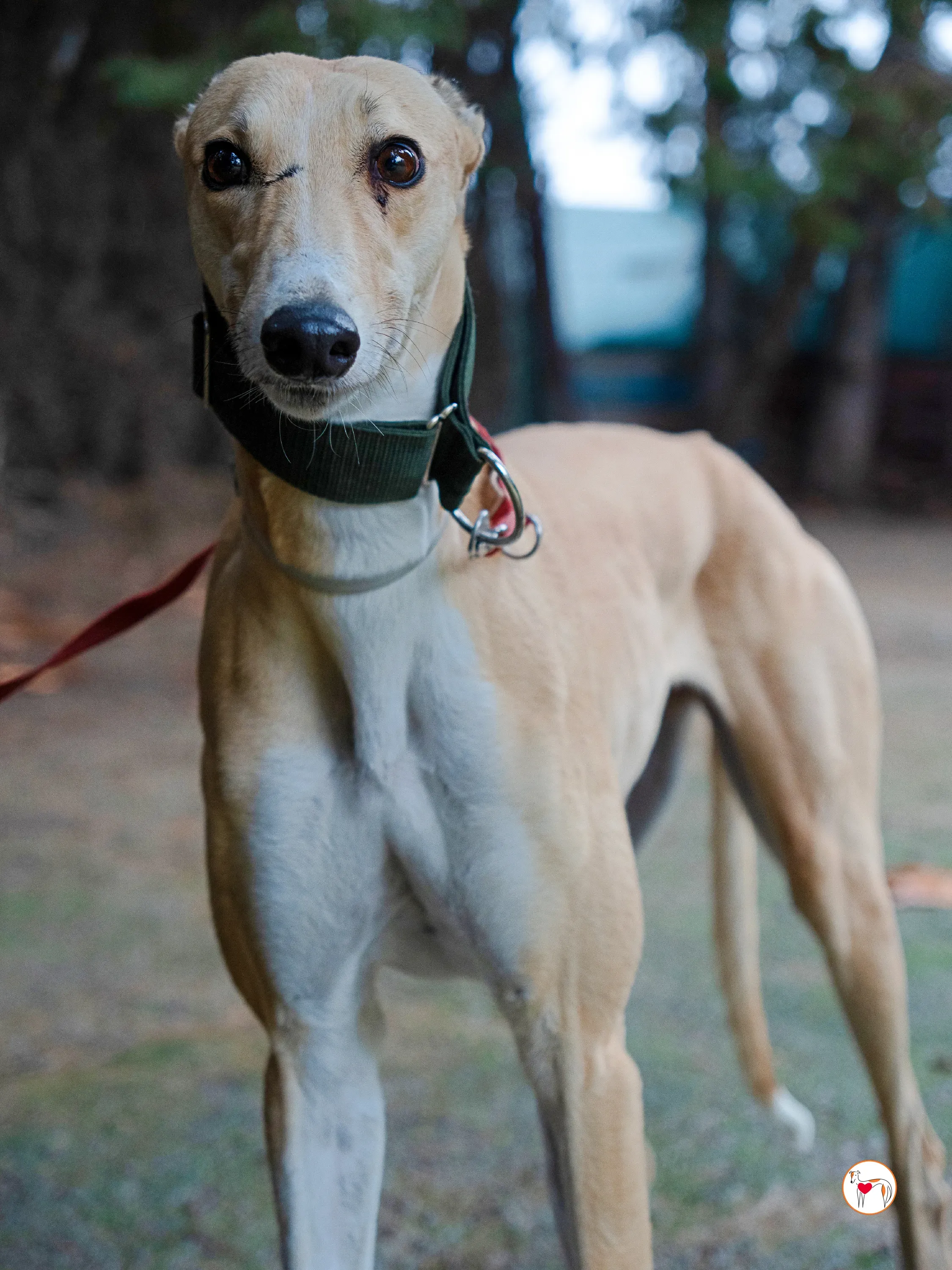 selvita galgo grey adozione 29