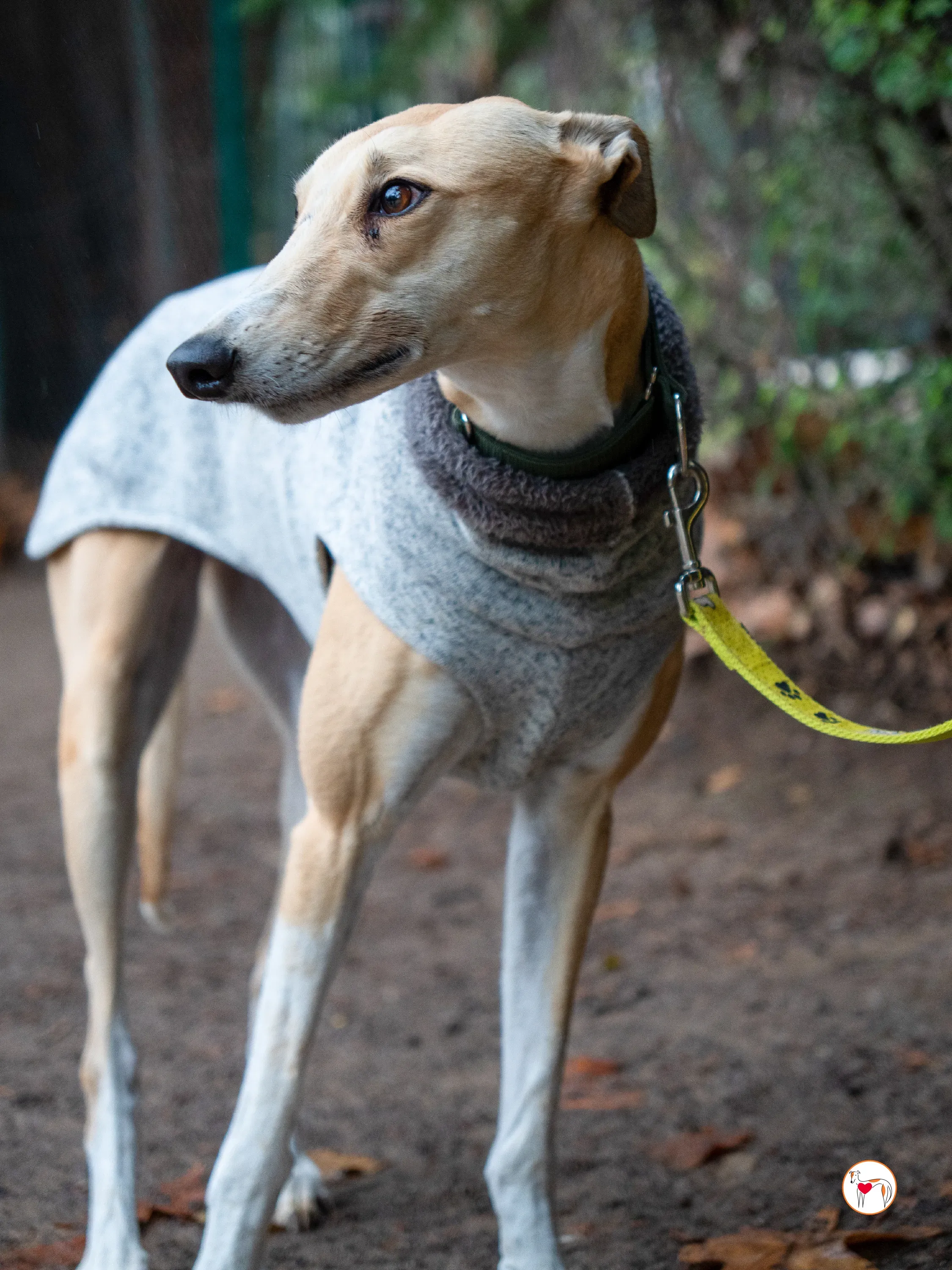selvita galgo grey adozione 3