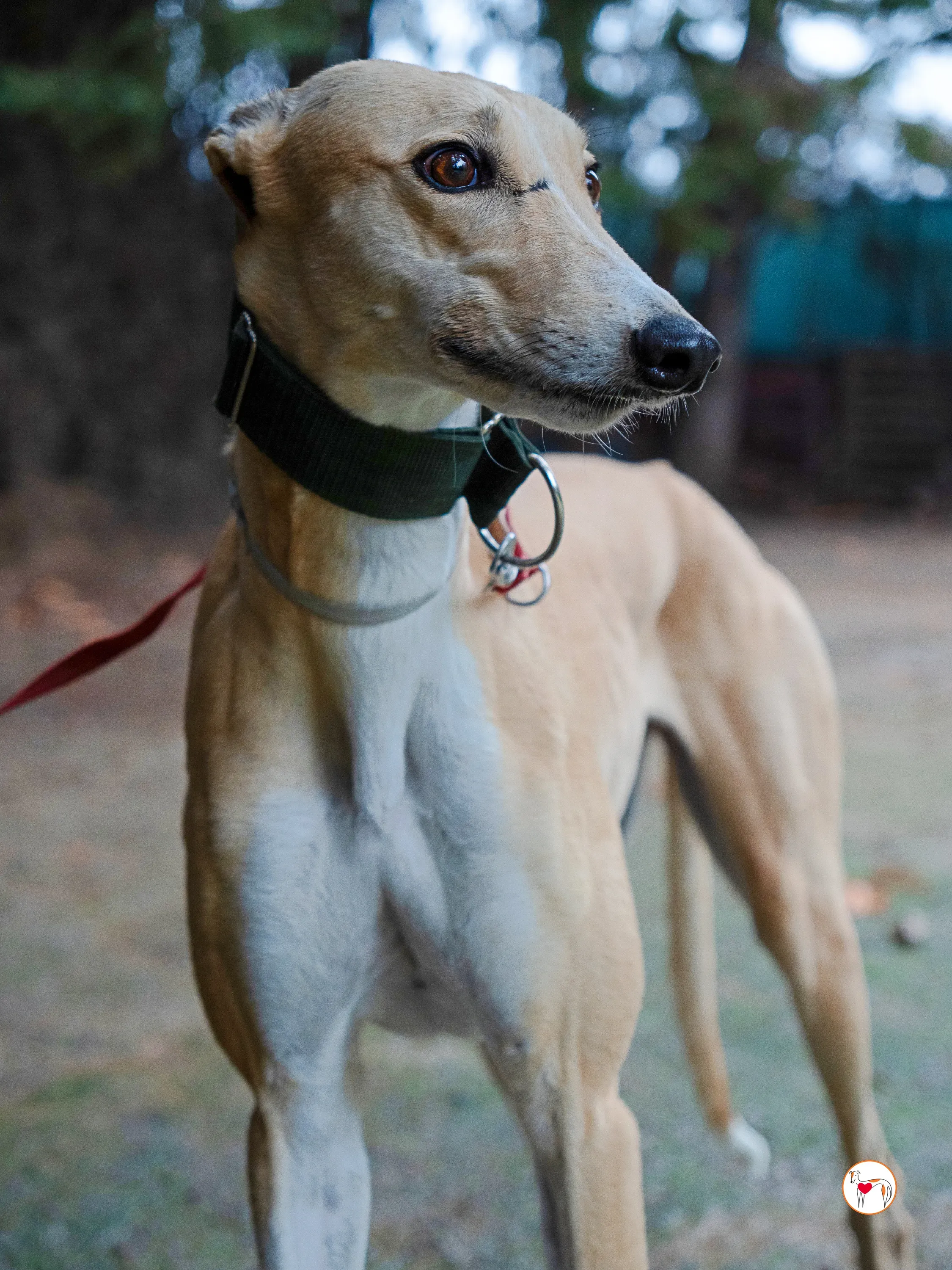 selvita galgo grey adozione 30