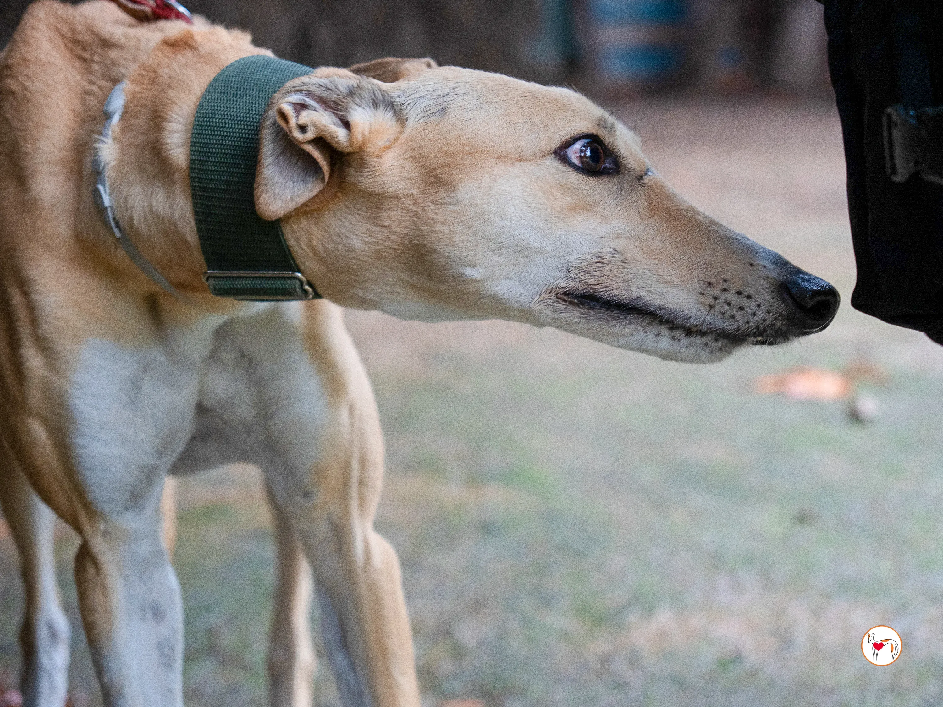 selvita galgo grey adozione 31