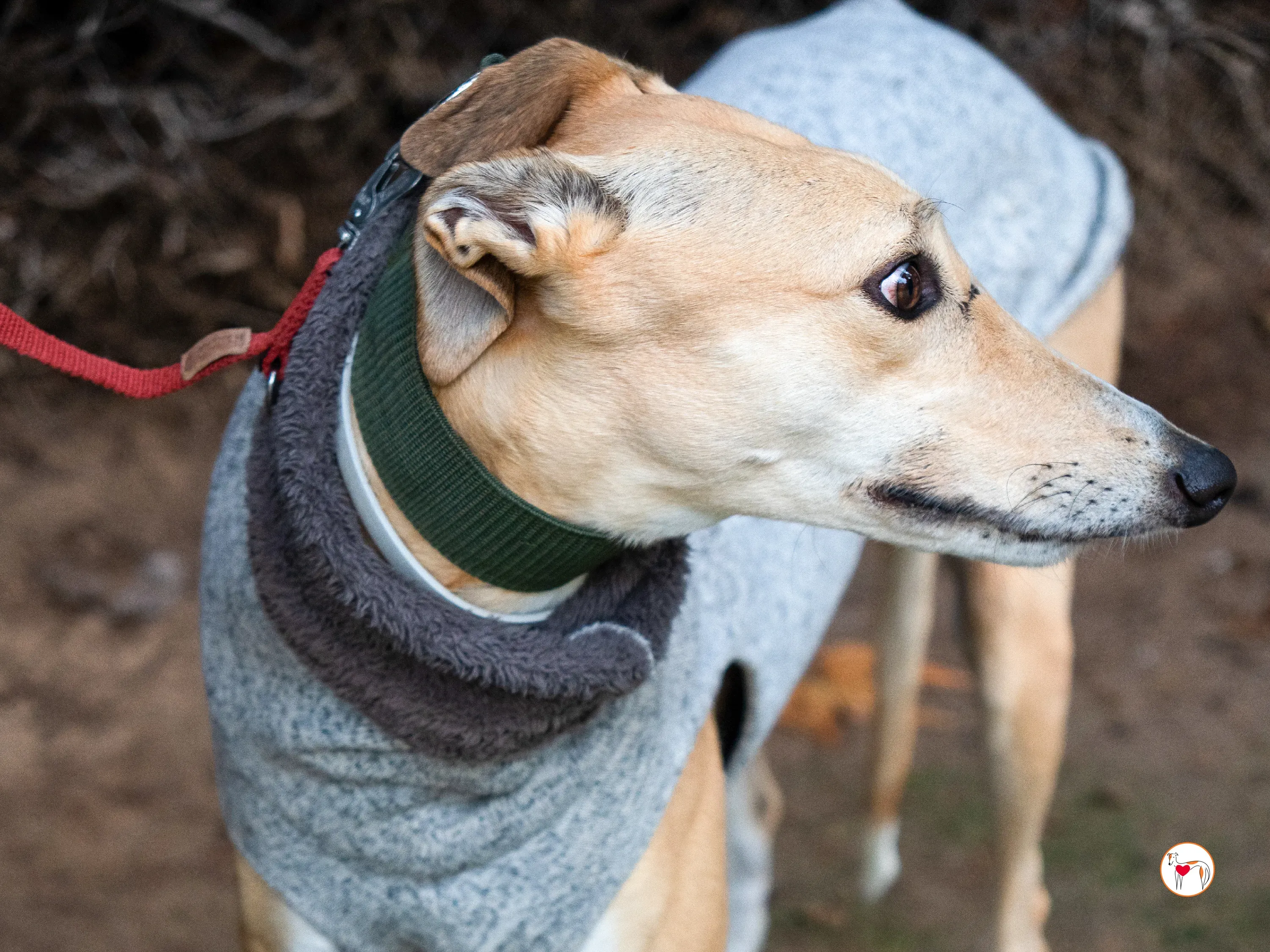 selvita galgo grey adozione 32