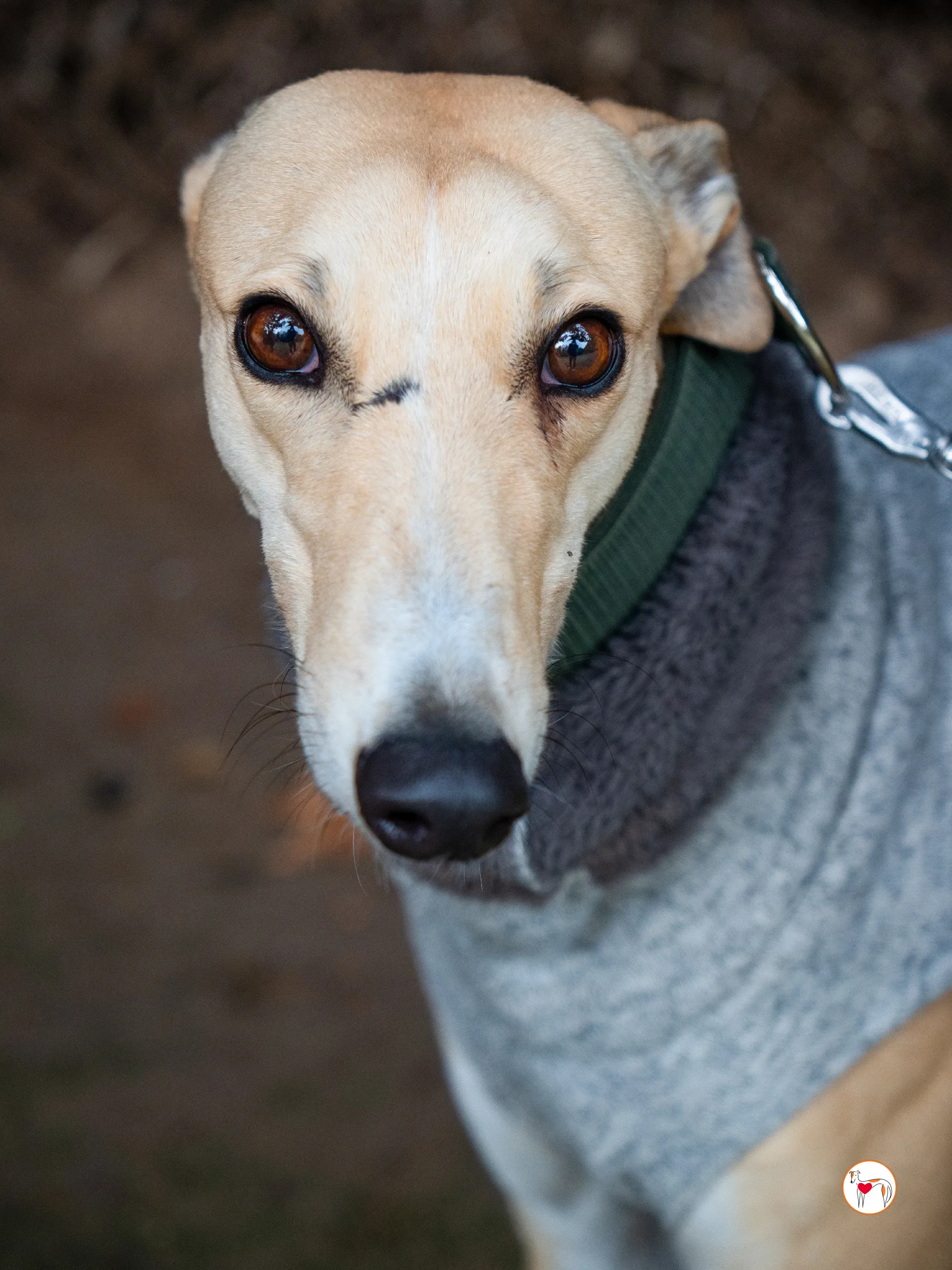 selvita galgo grey adozione 33
