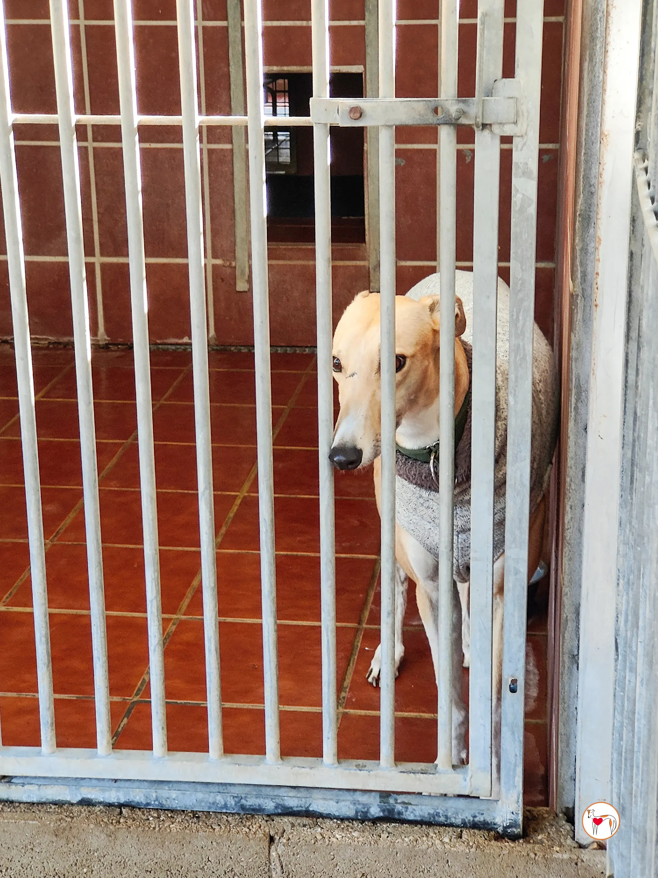 selvita galgo grey adozione 34