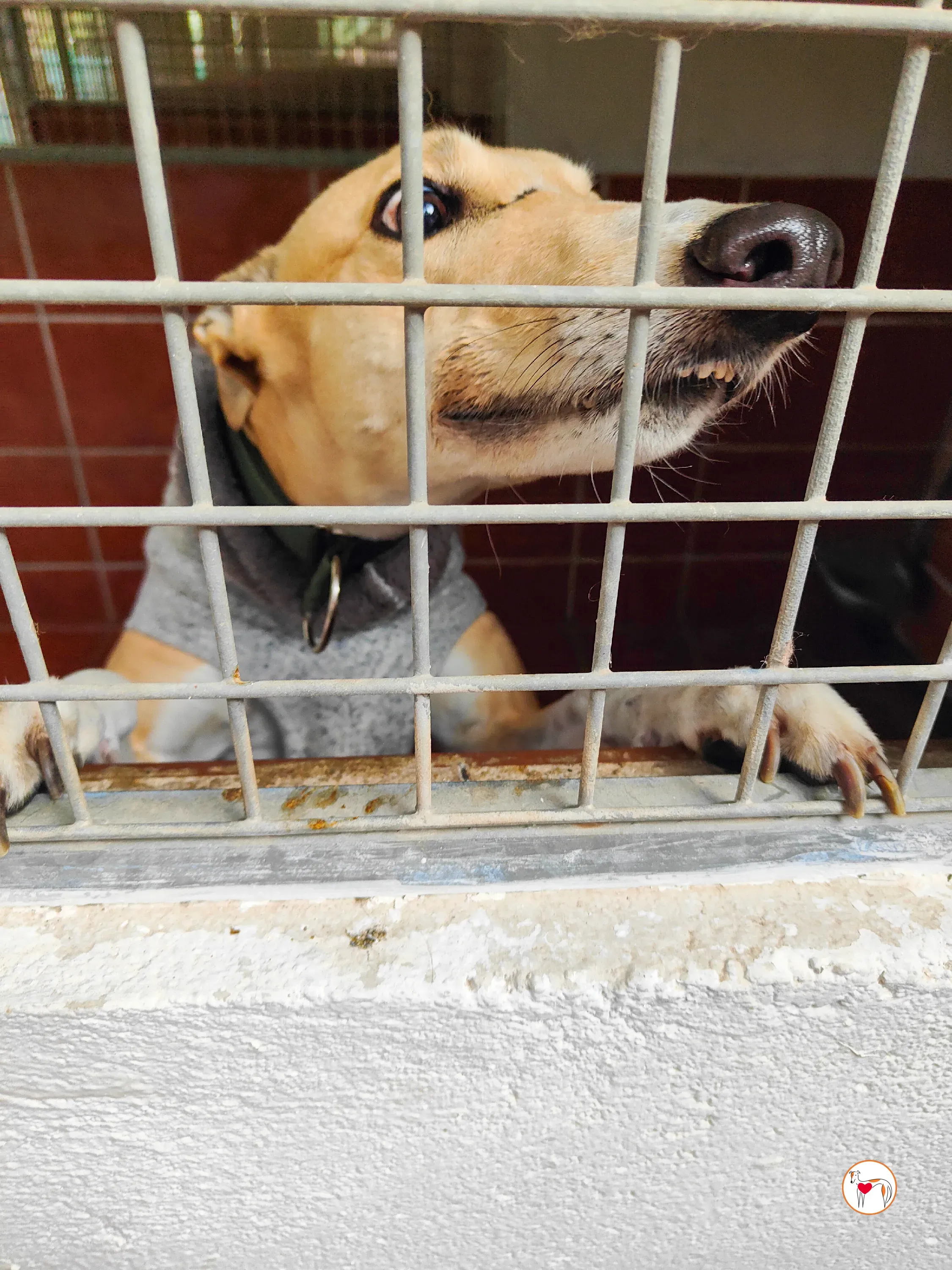 selvita galgo grey adozione 35