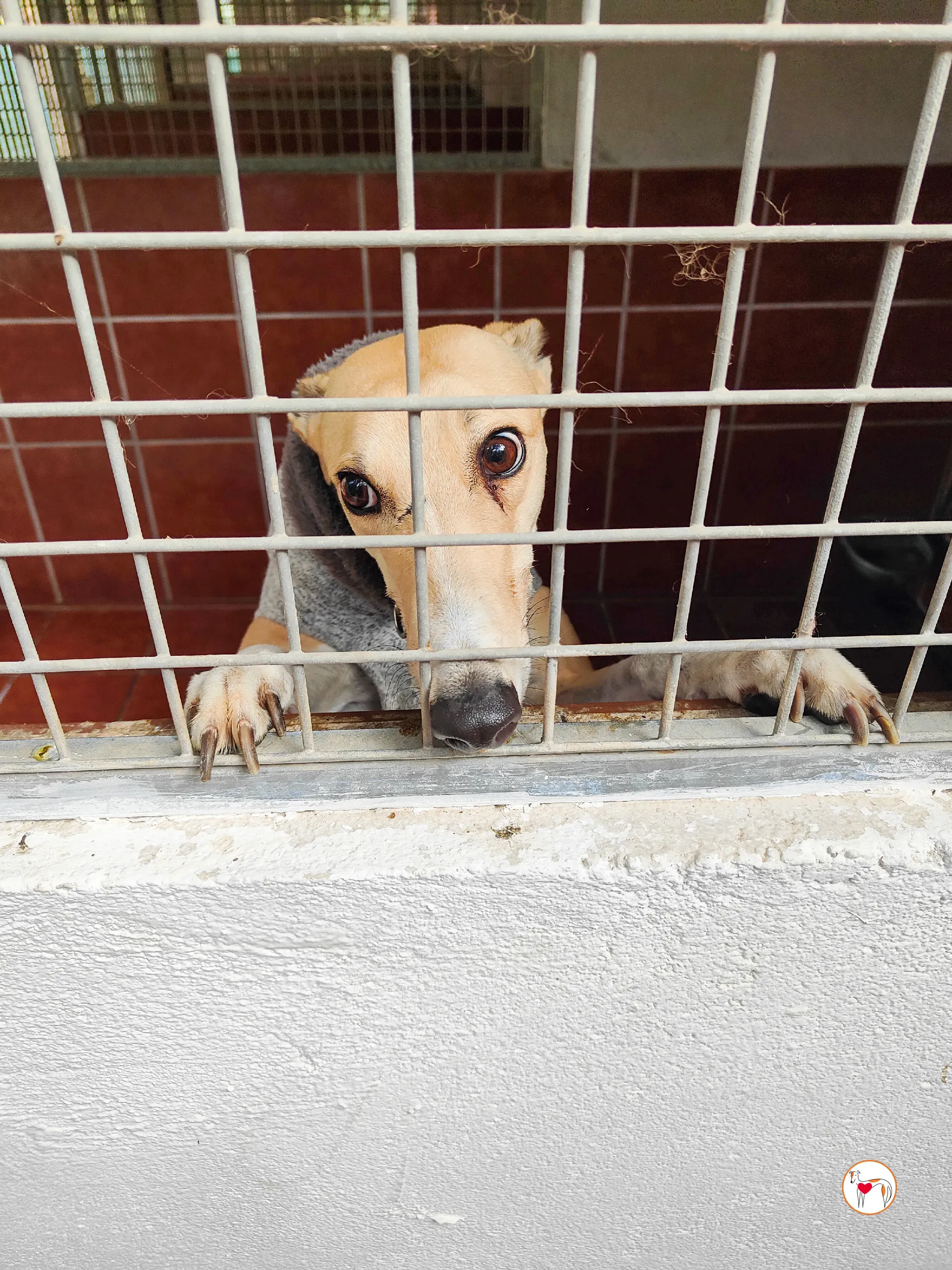 selvita galgo grey adozione 36