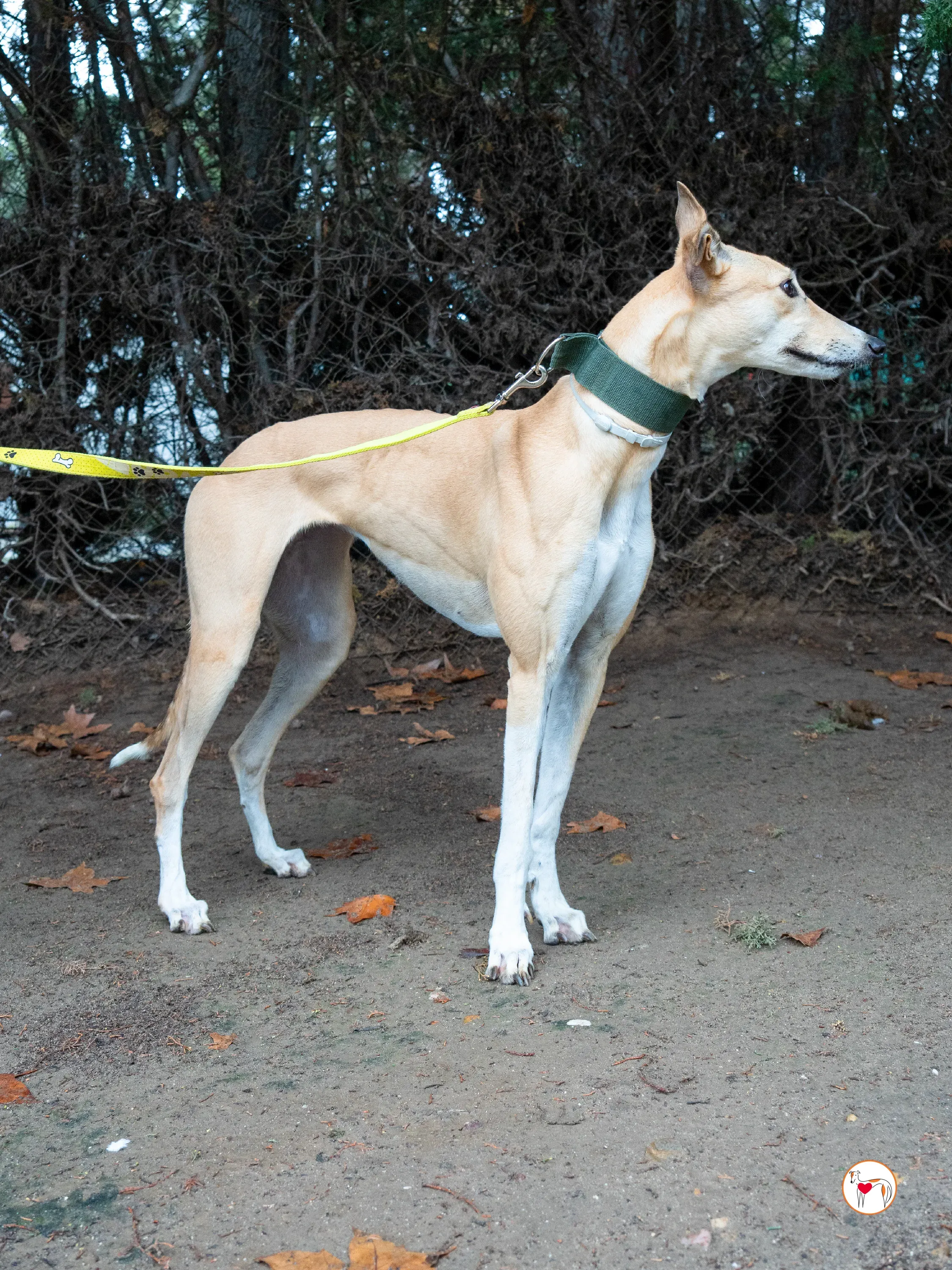 selvita galgo grey adozione 4
