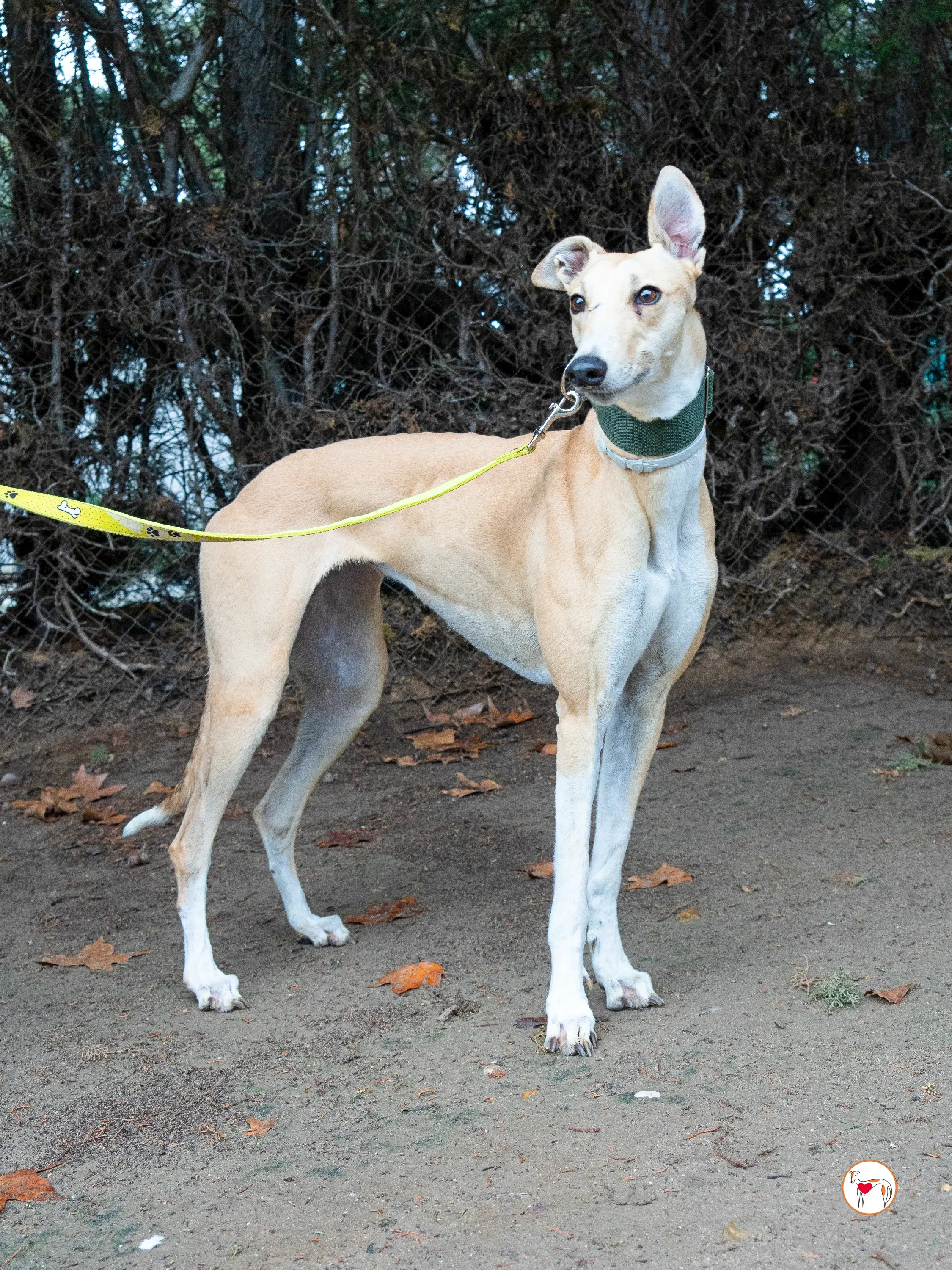 selvita galgo grey adozione 5