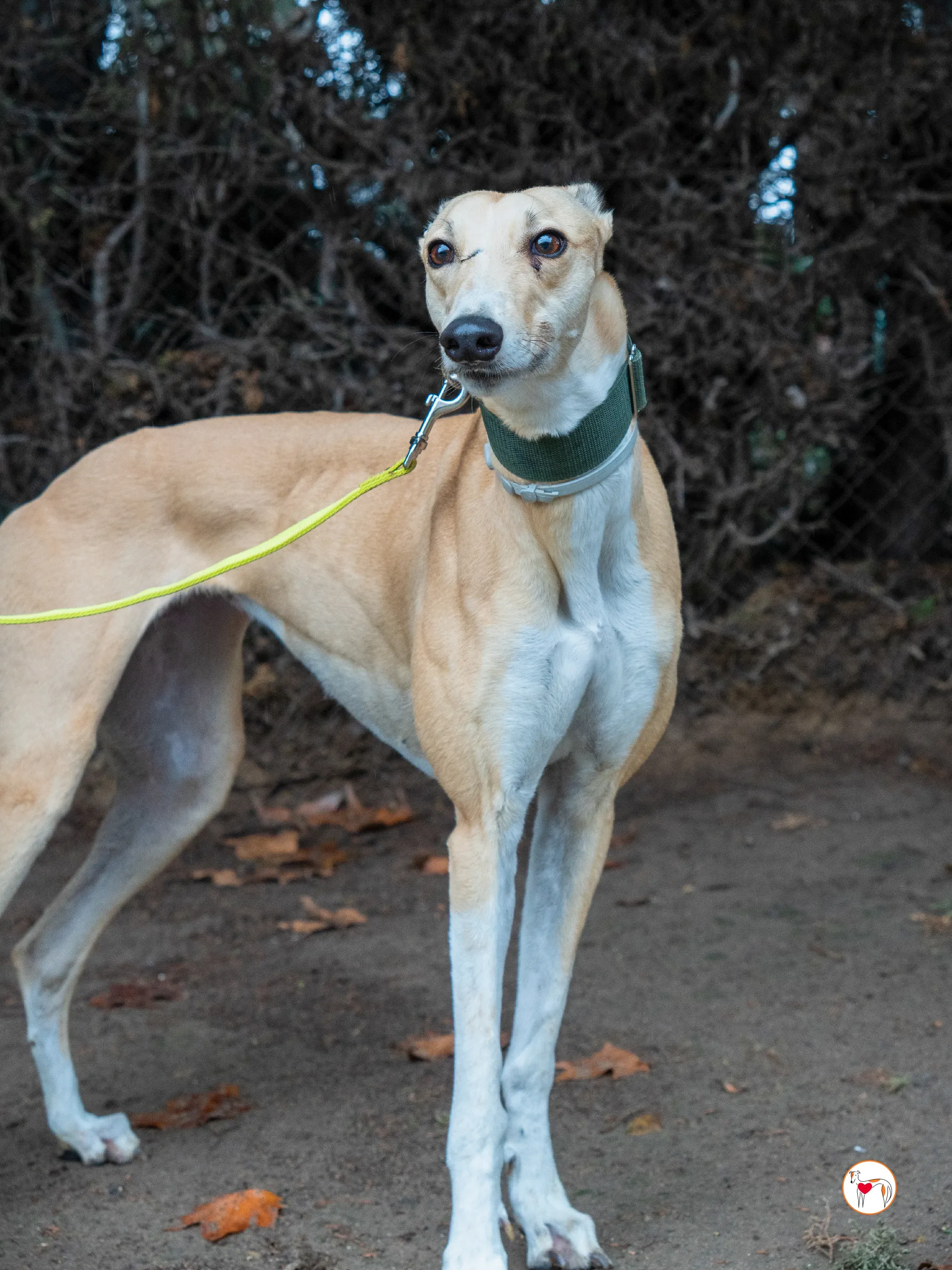 selvita galgo grey adozione 6
