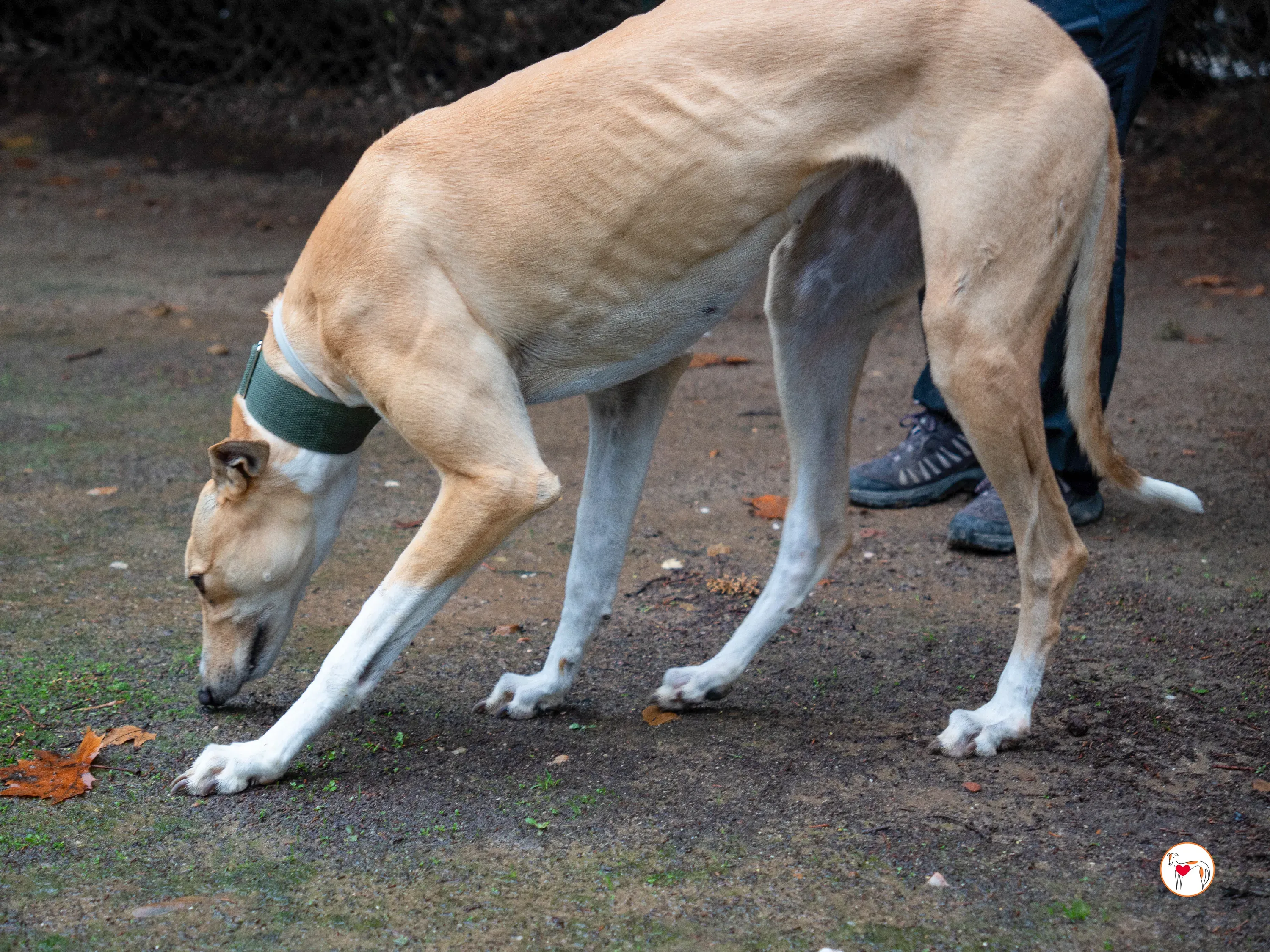 selvita galgo grey adozione 7