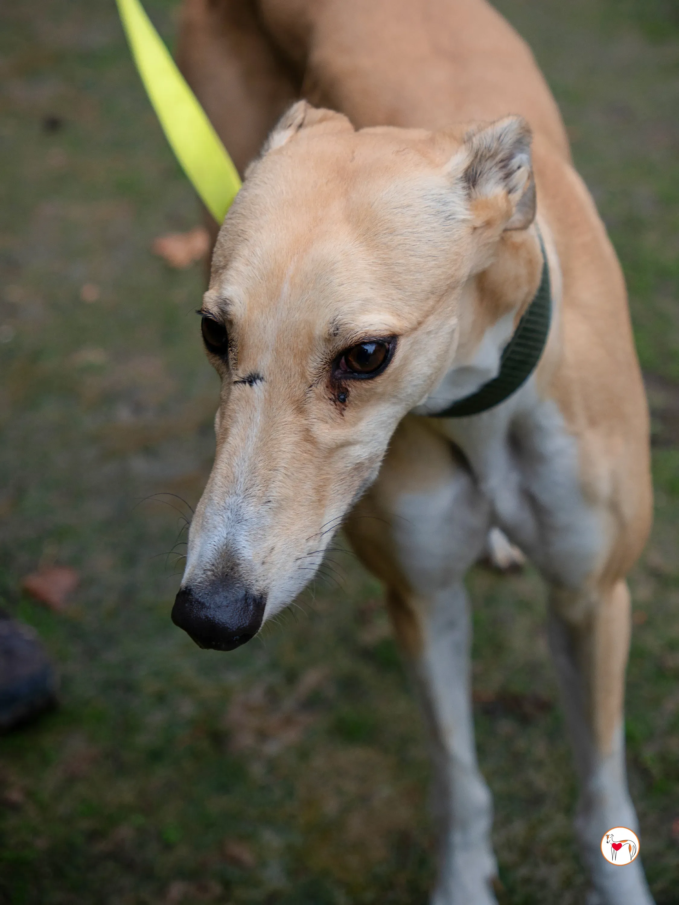 selvita galgo grey adozione 8
