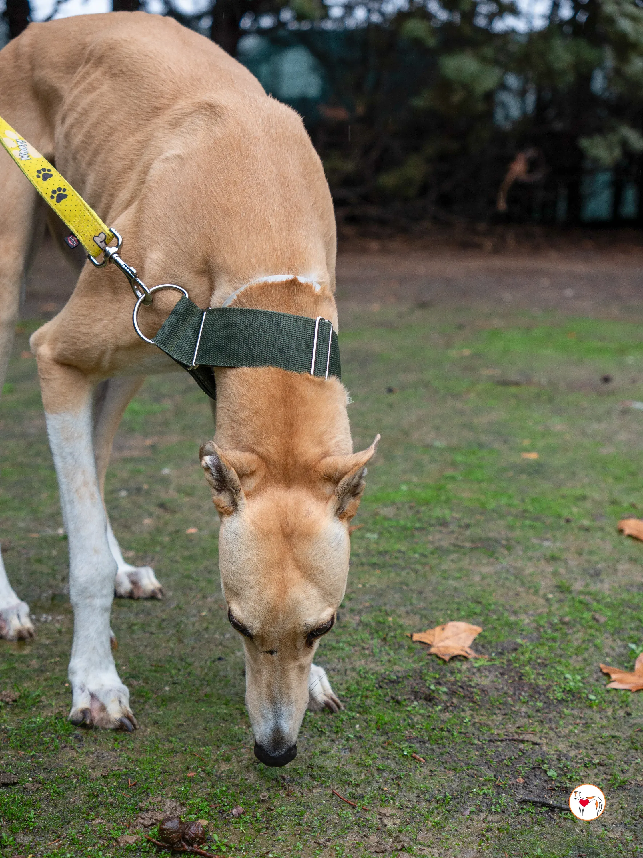 selvita galgo grey adozione 9