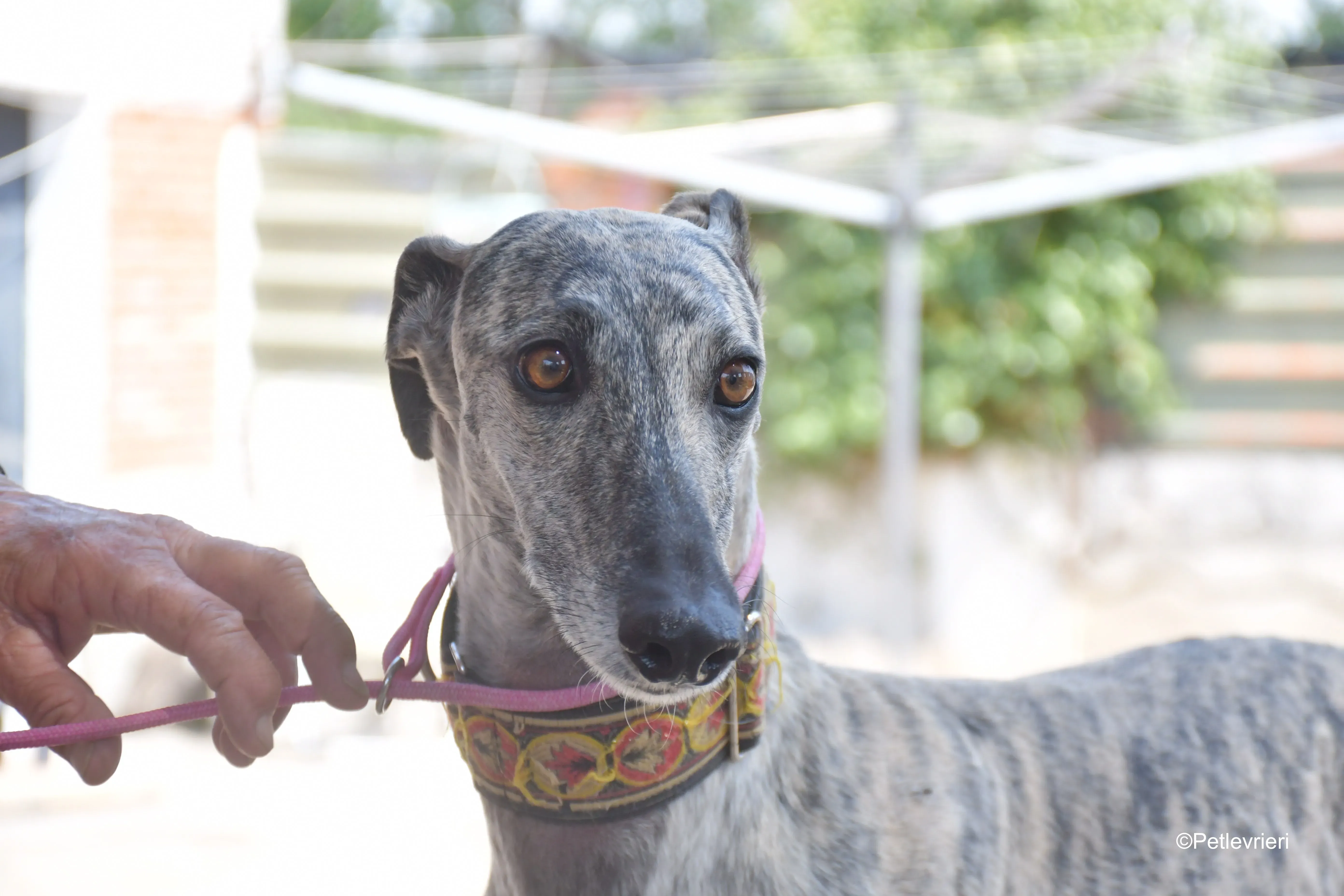 semiramis adozione levrieri galgo 1