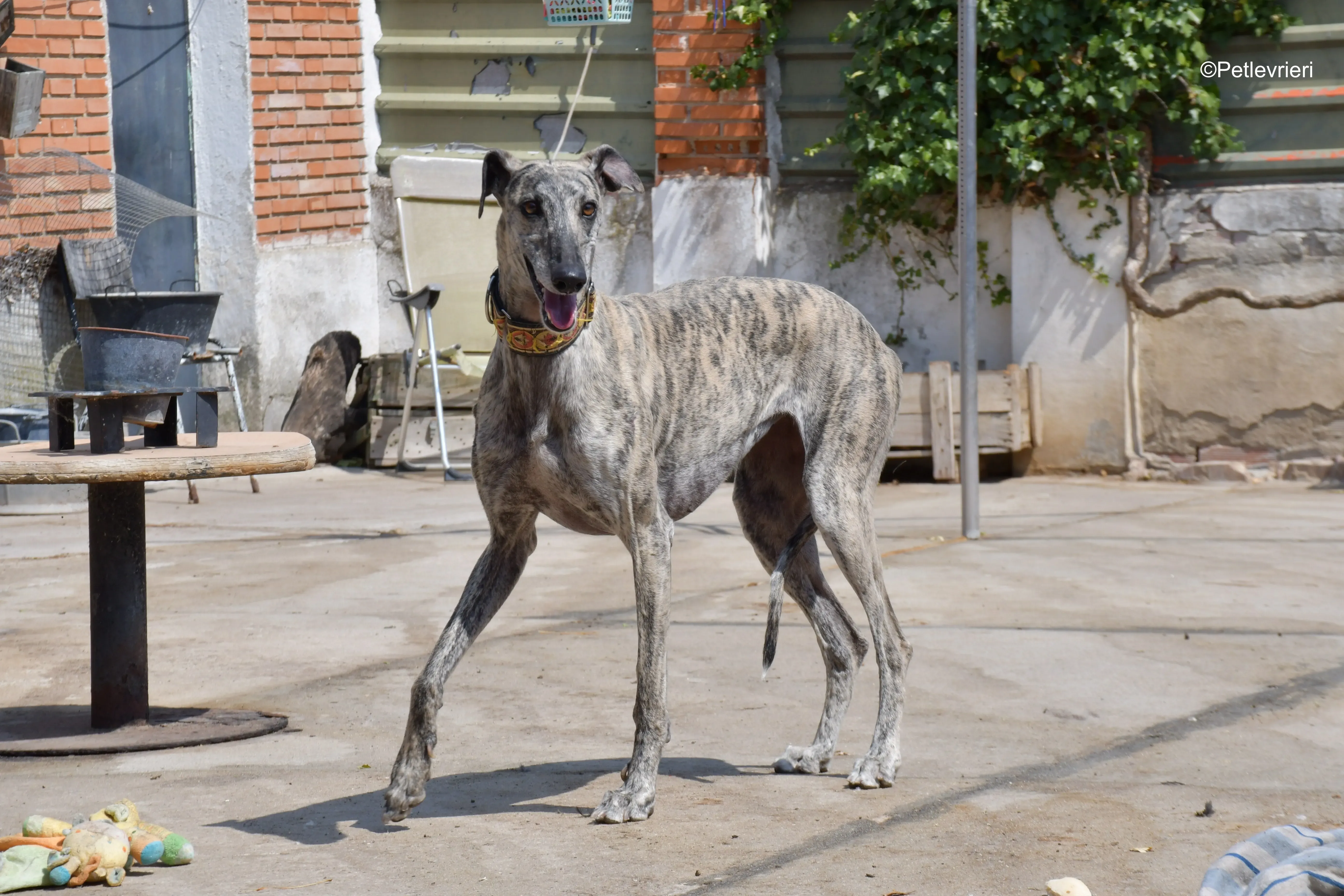 semiramis adozione levrieri galgo 10