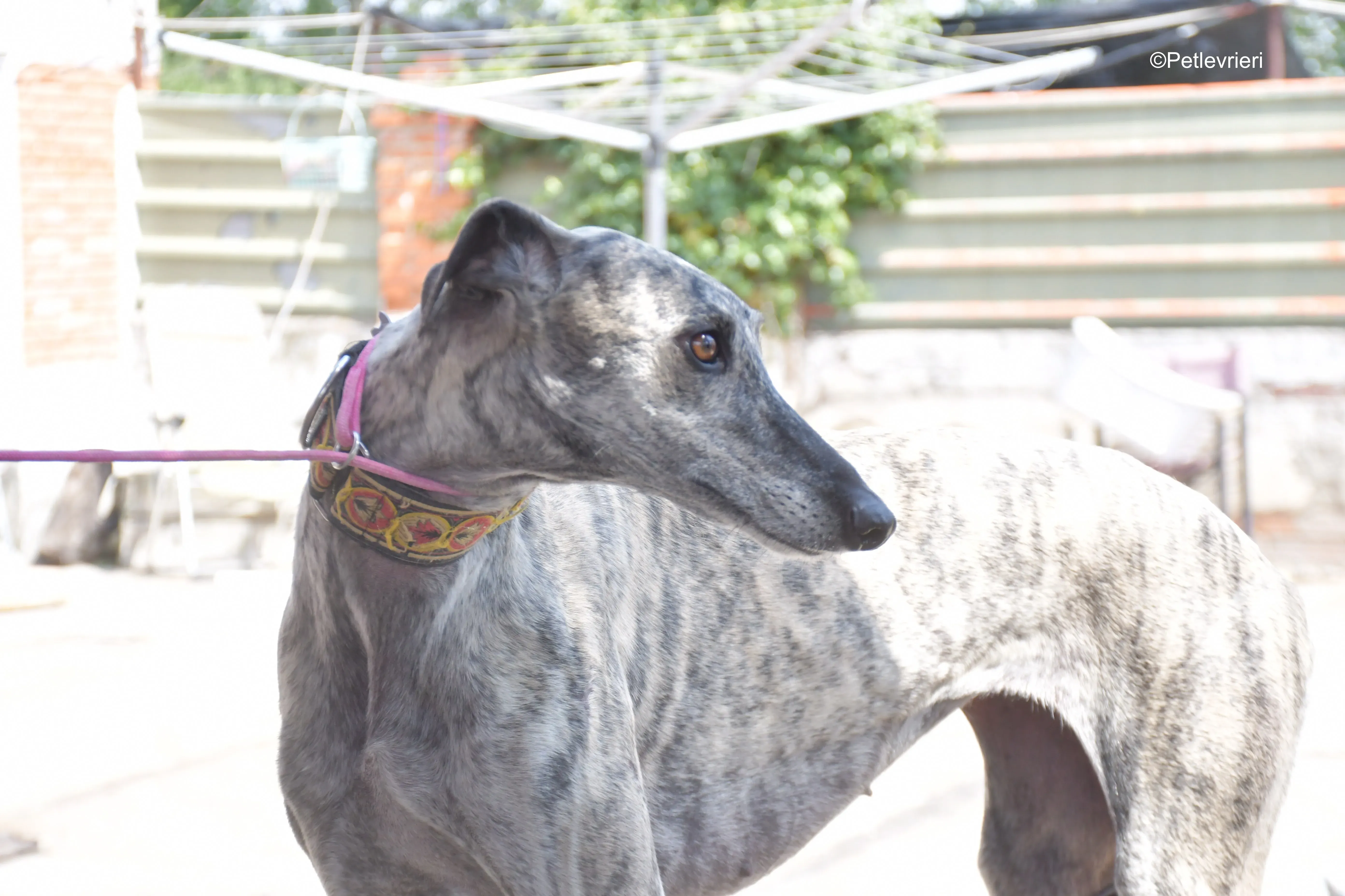 semiramis adozione levrieri galgo 2