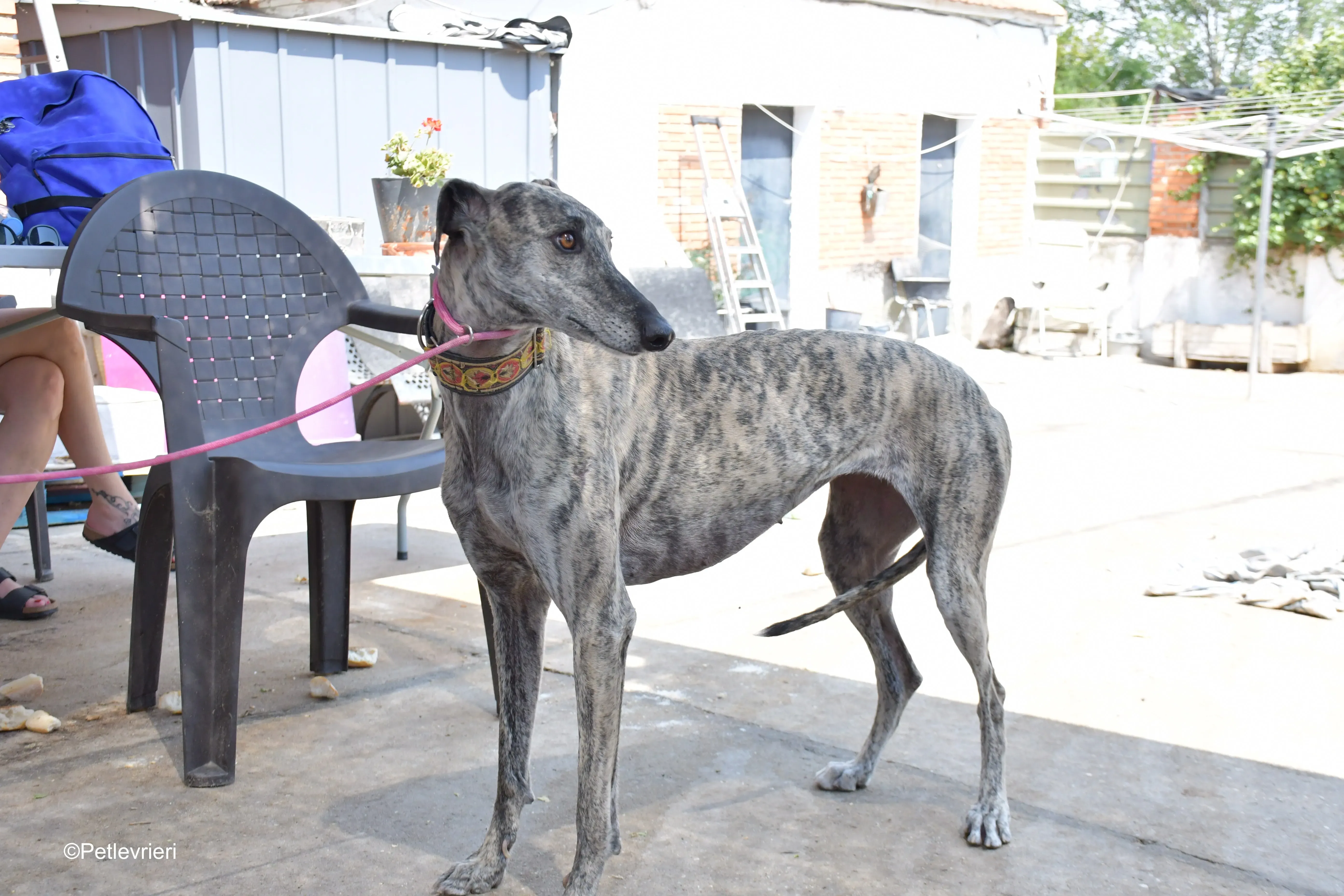 semiramis adozione levrieri galgo 3