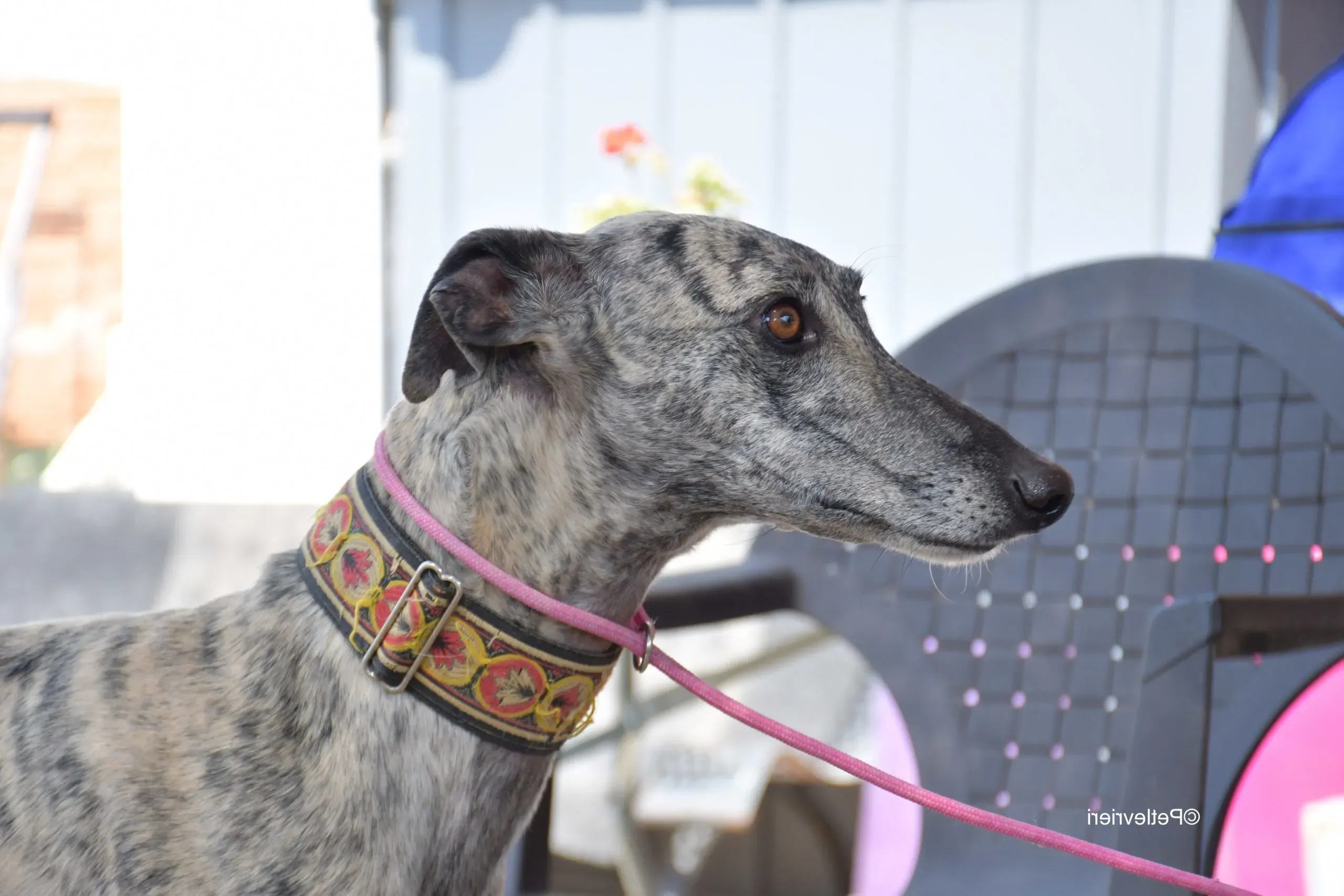 semiramis adozione levrieri galgo 4 1 scaled e1664135399791