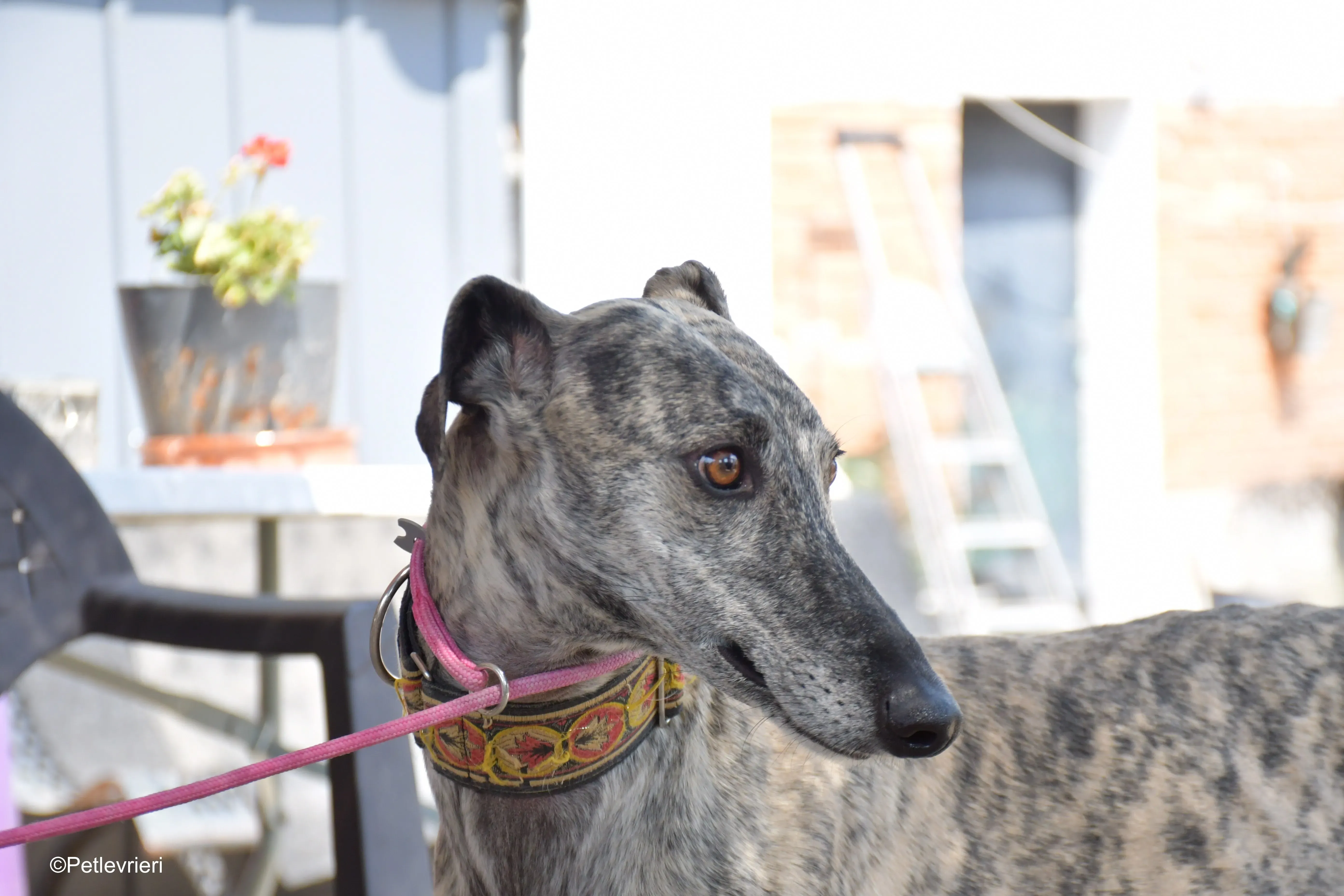 semiramis adozione levrieri galgo 5