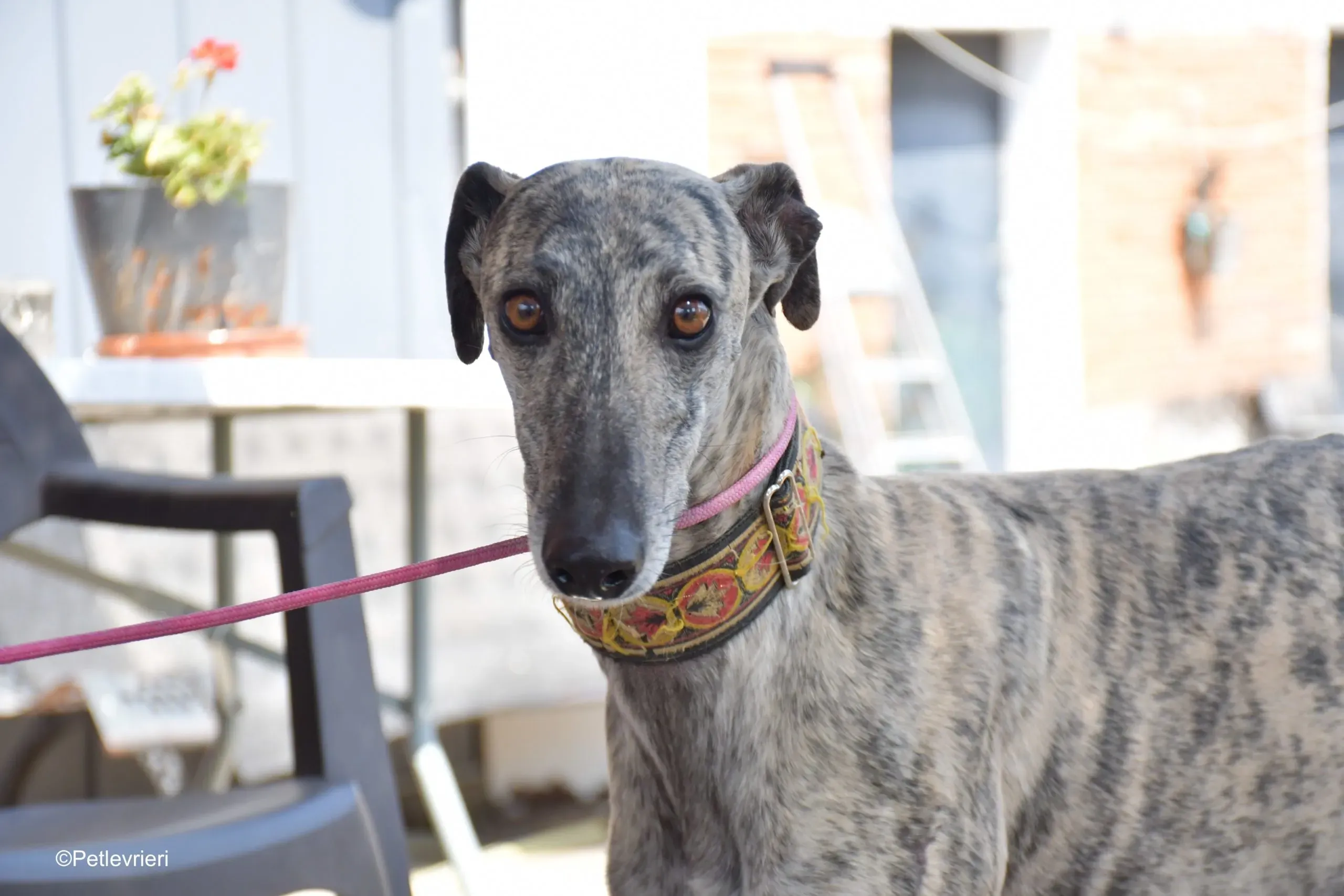 semiramis adozione levrieri galgo 6 scaled