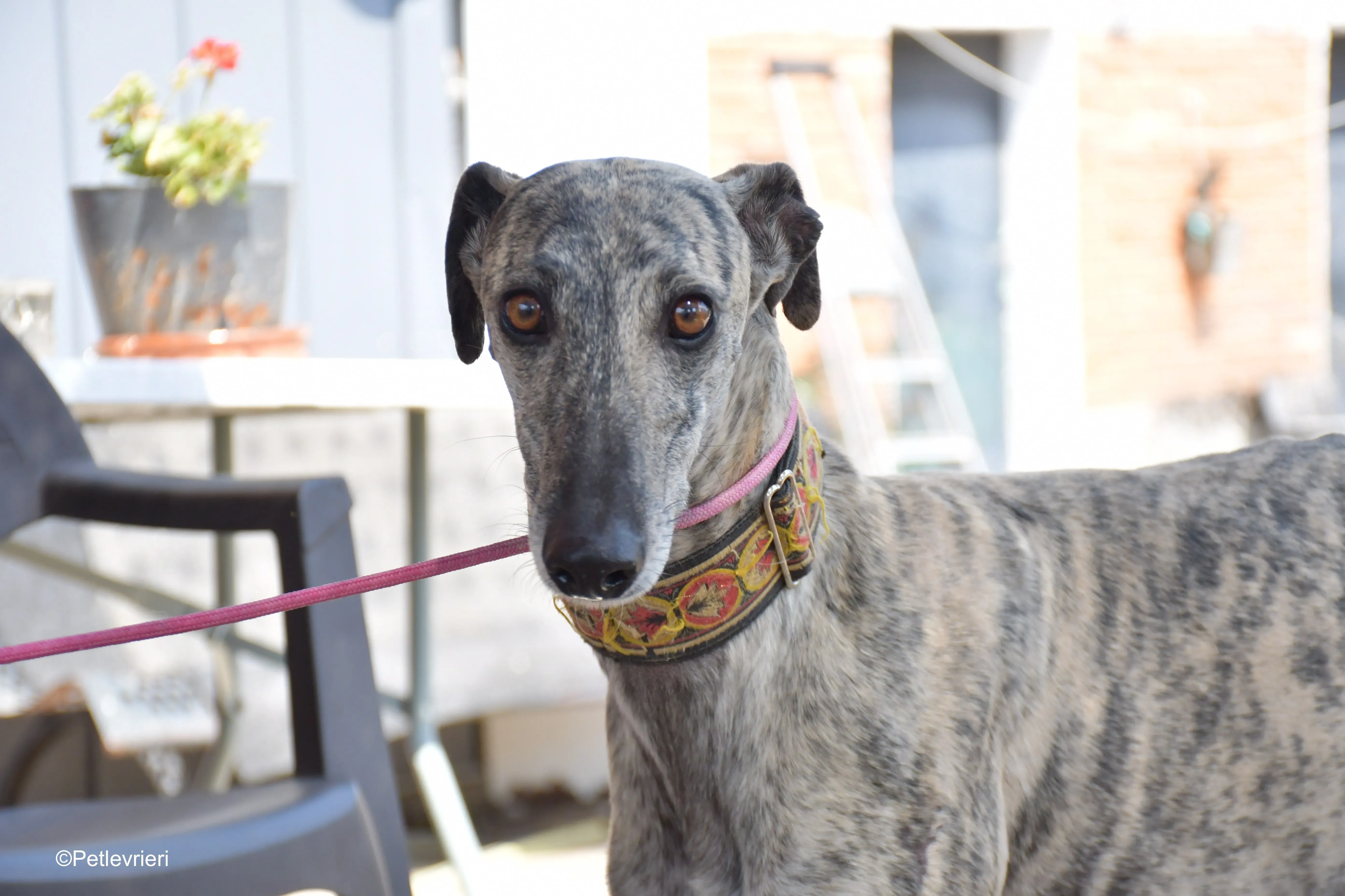 semiramis adozione levrieri galgo 6