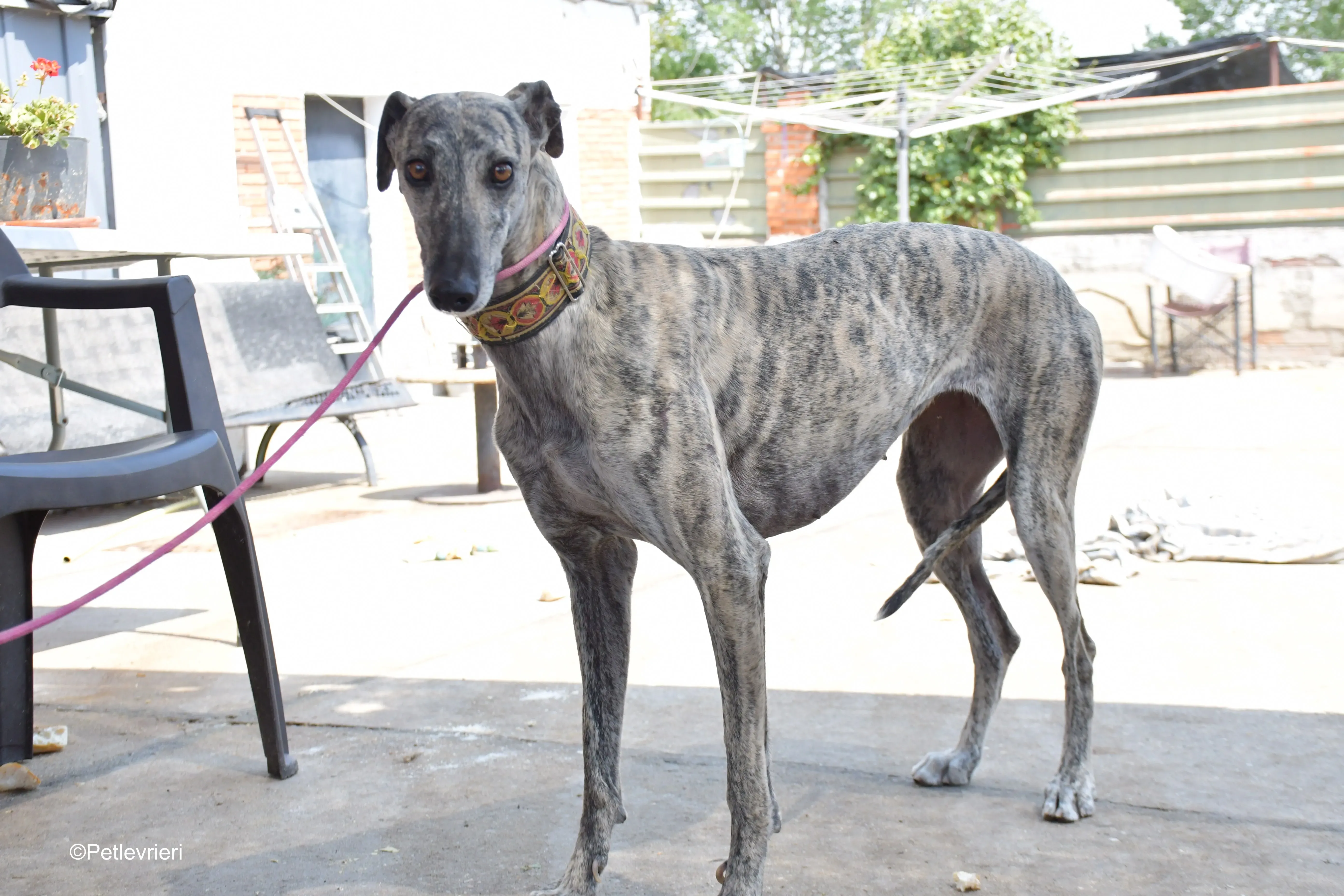 semiramis adozione levrieri galgo 7