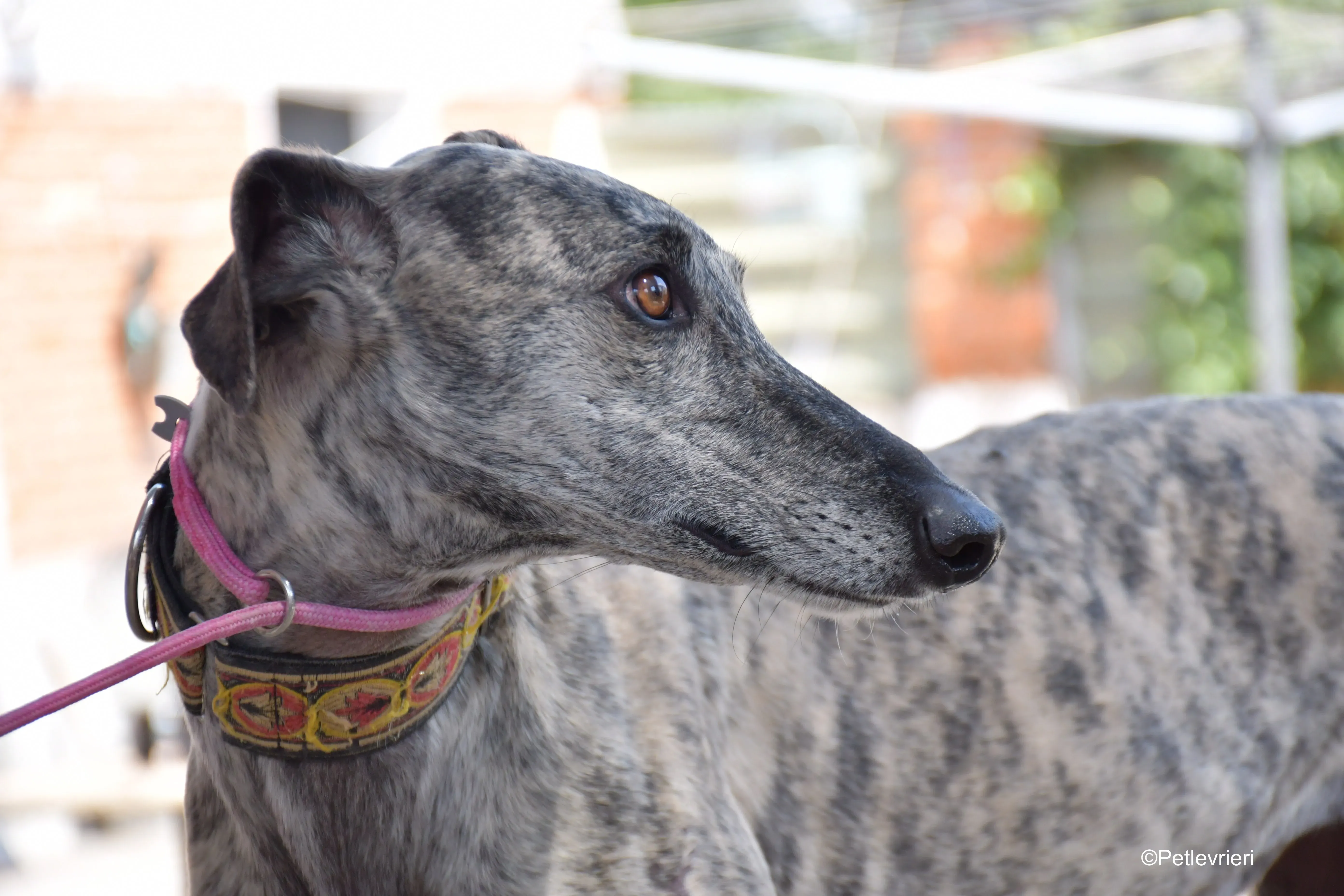 semiramis adozione levrieri galgo 8