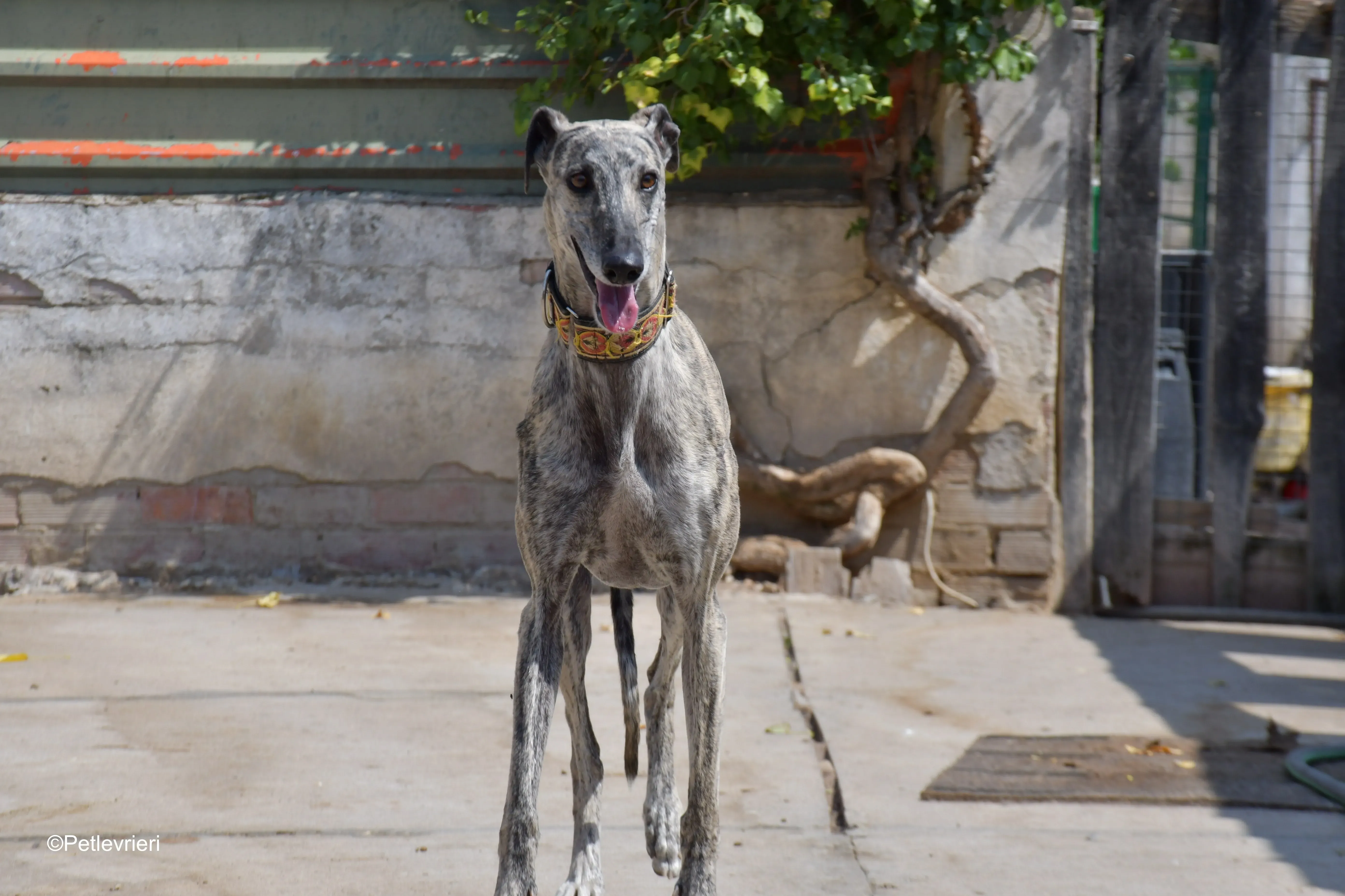 semiramis adozione levrieri galgo 9