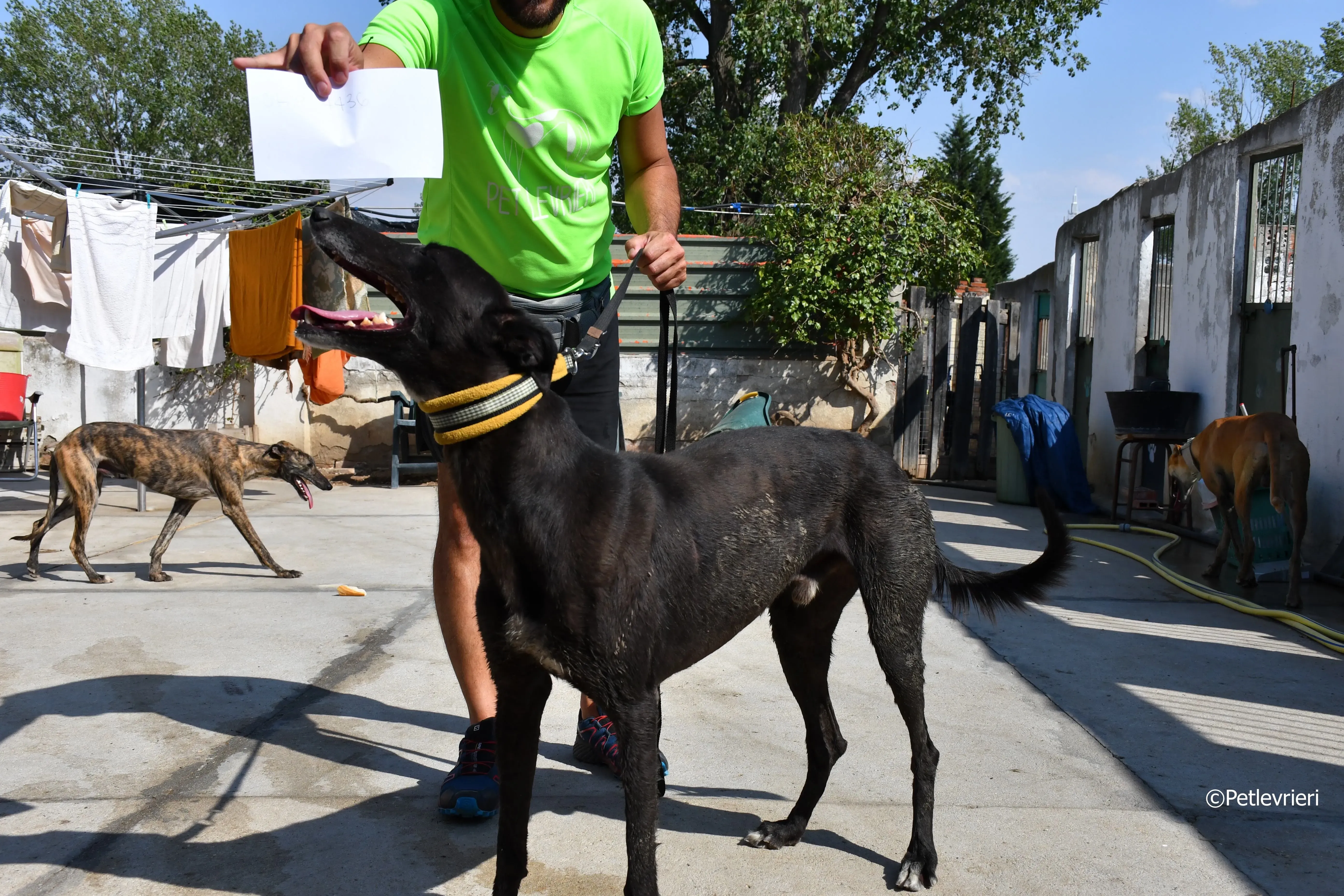 sense adozione levrieri galgo 1