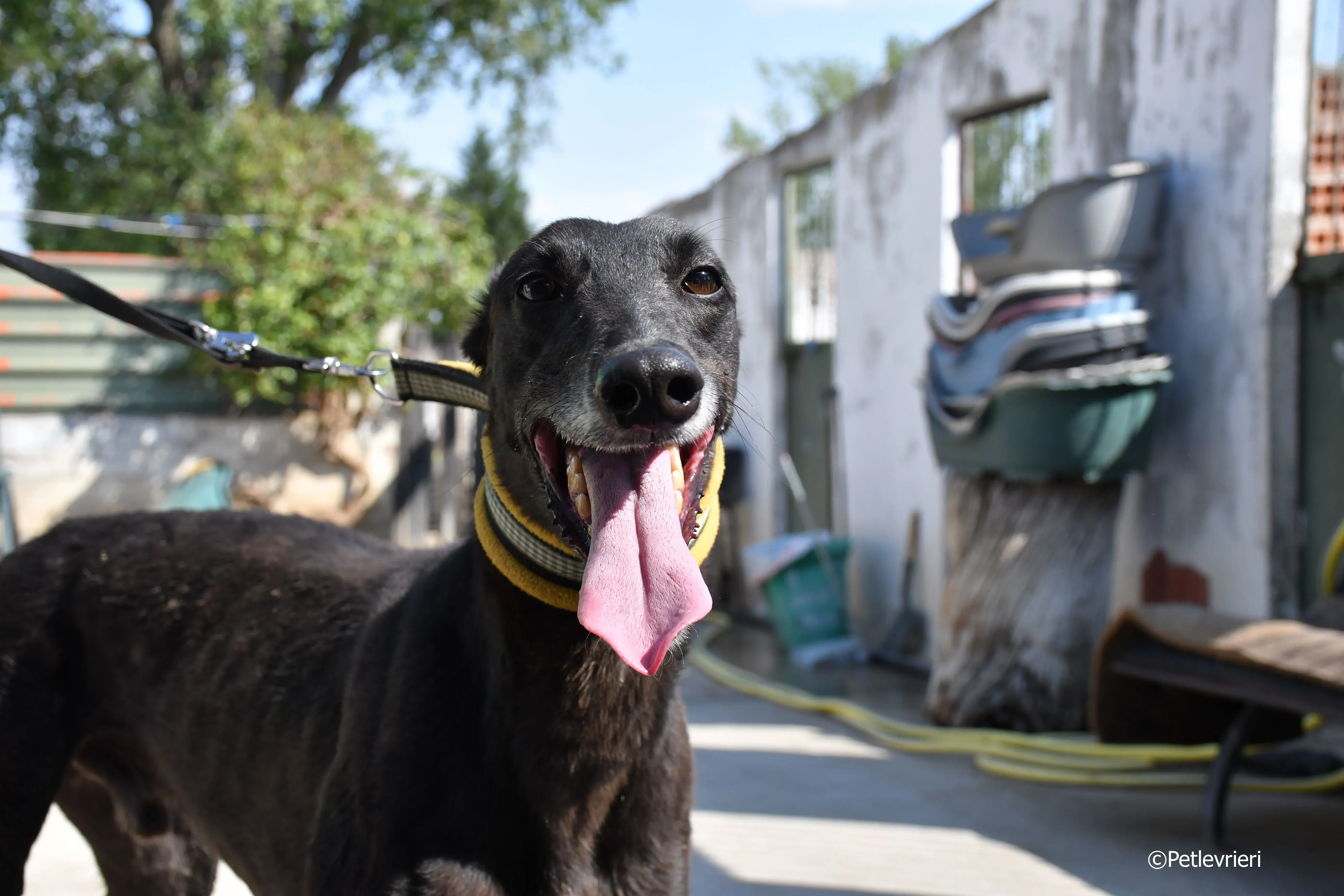 sense adozione levrieri galgo 10