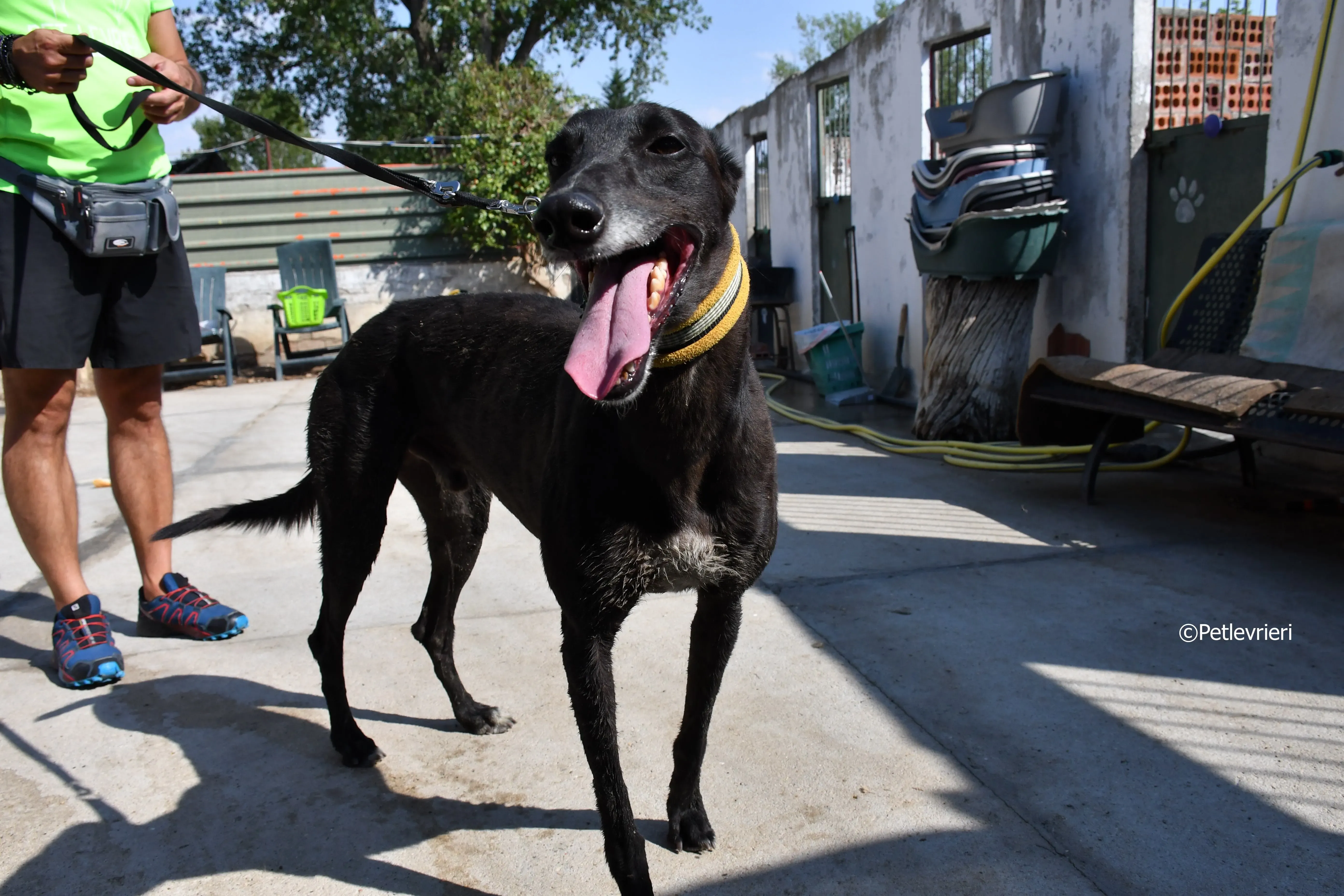 sense adozione levrieri galgo 11