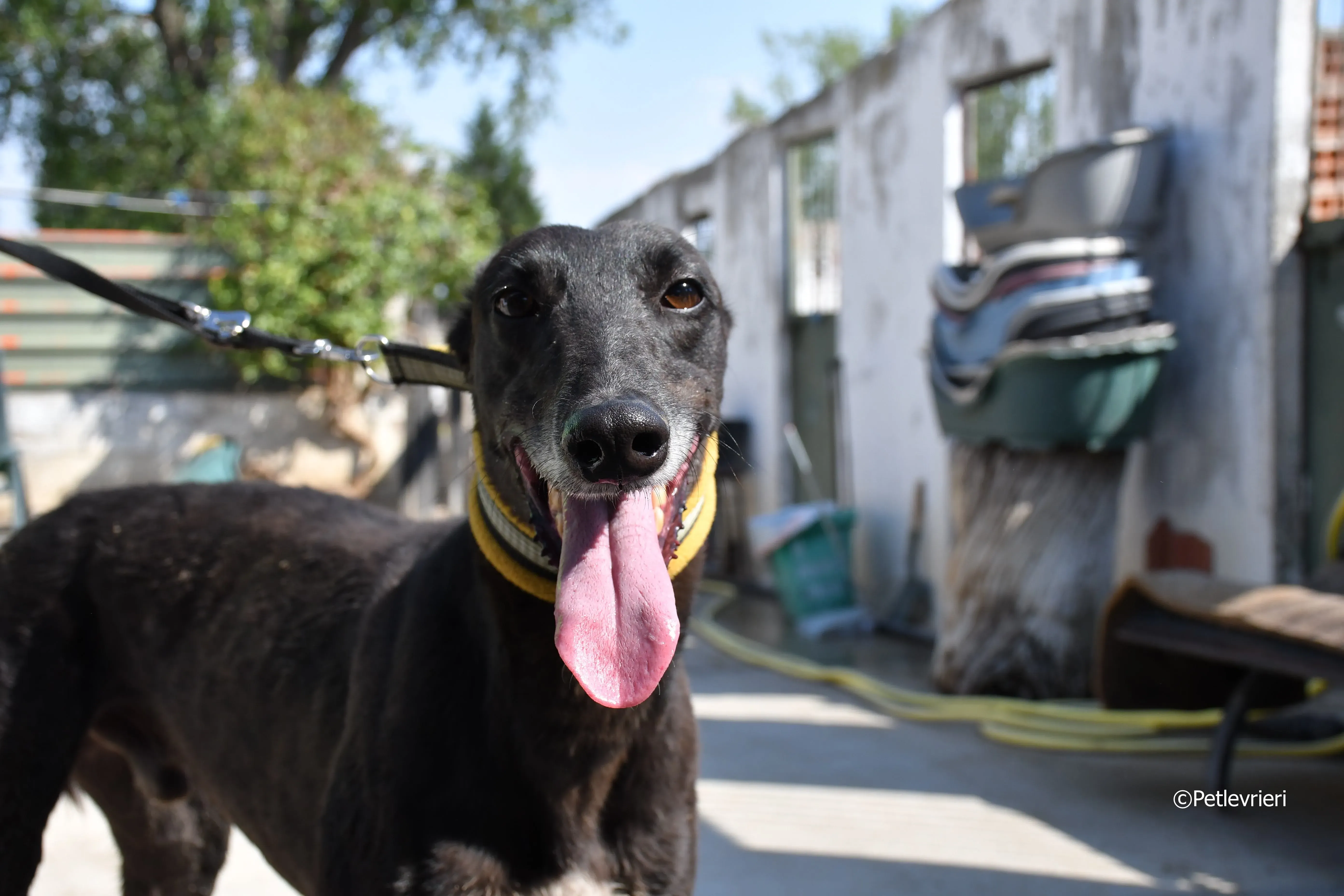 sense adozione levrieri galgo 12