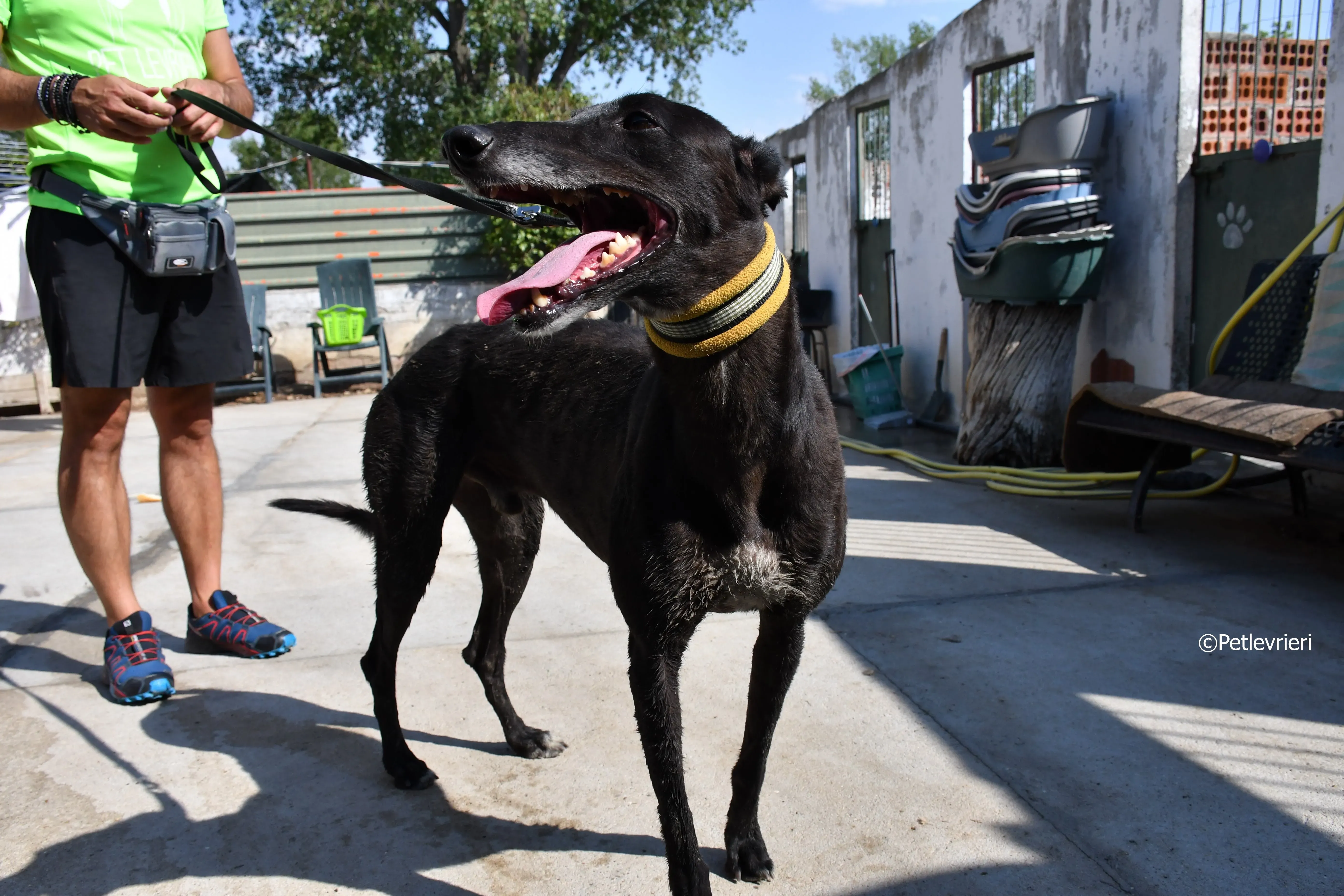 sense adozione levrieri galgo 13