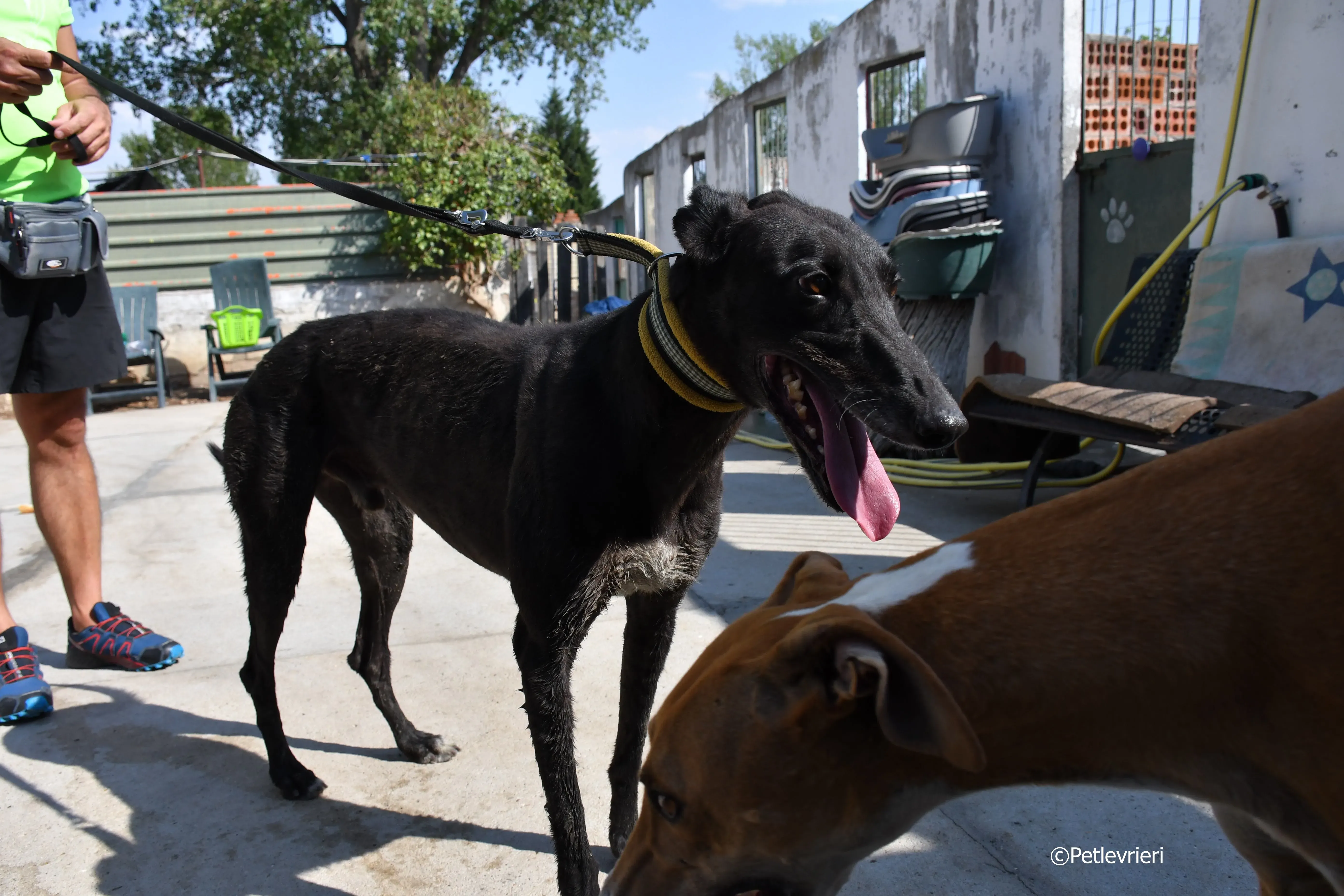 sense adozione levrieri galgo 14