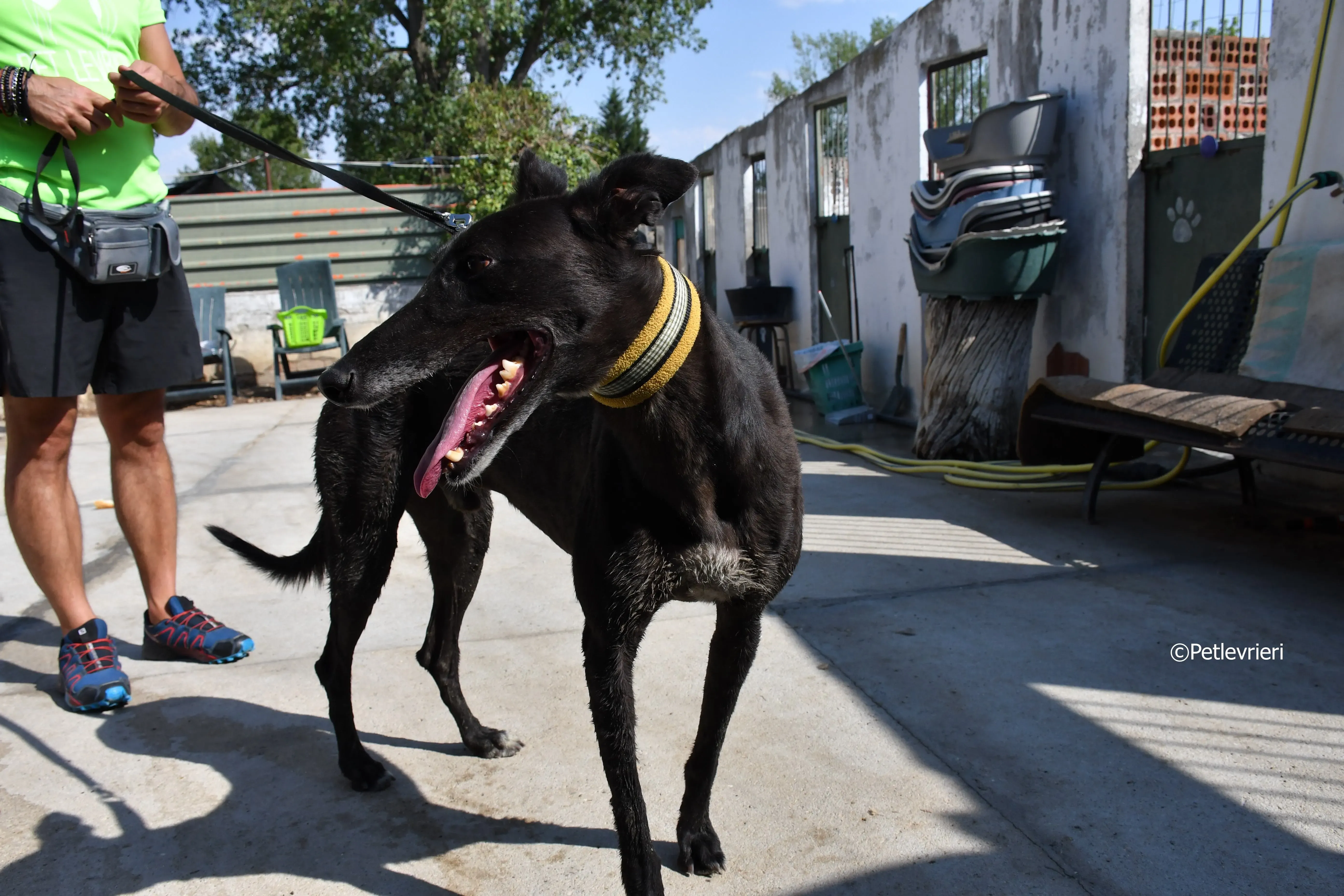 sense adozione levrieri galgo 15