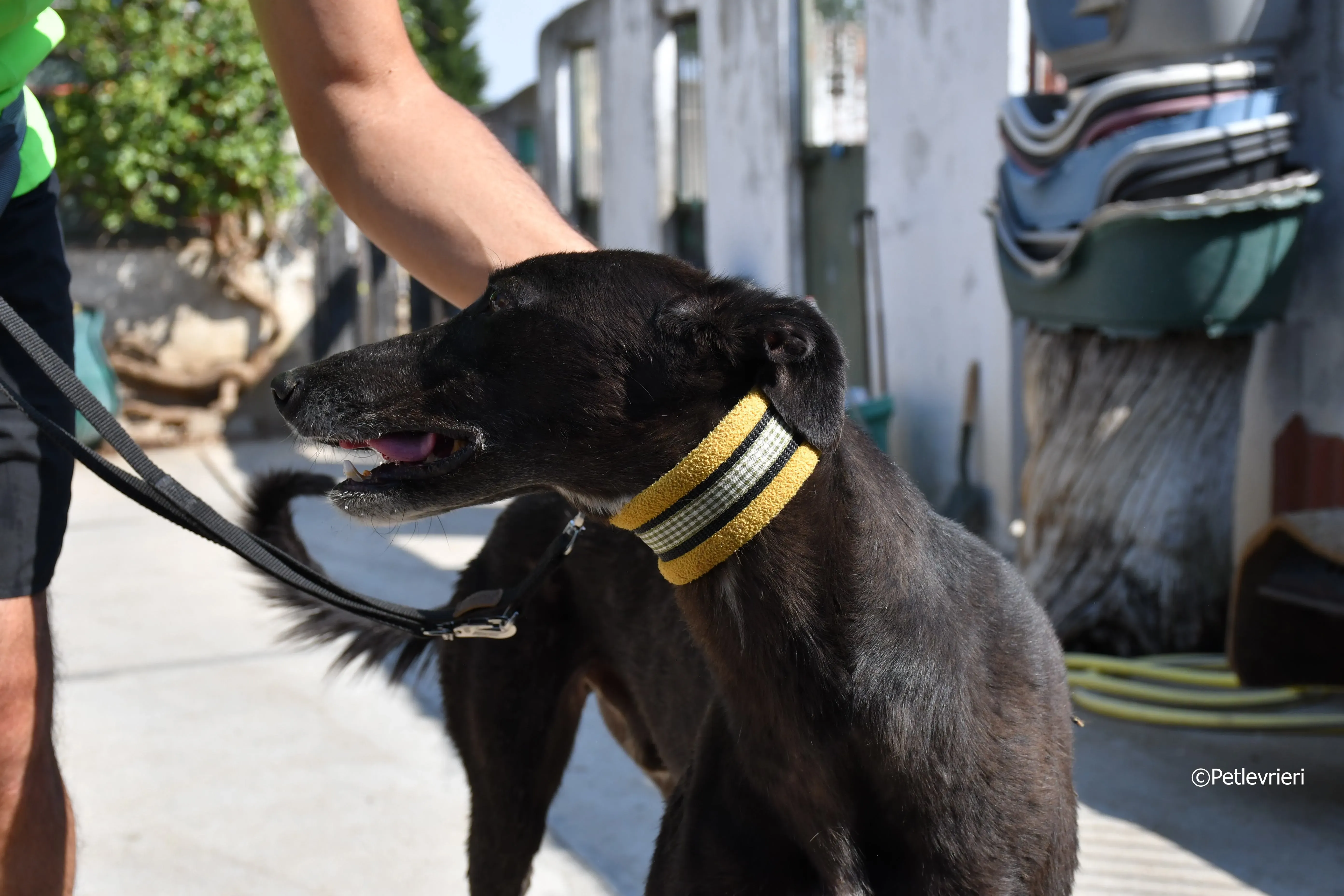 sense adozione levrieri galgo 16