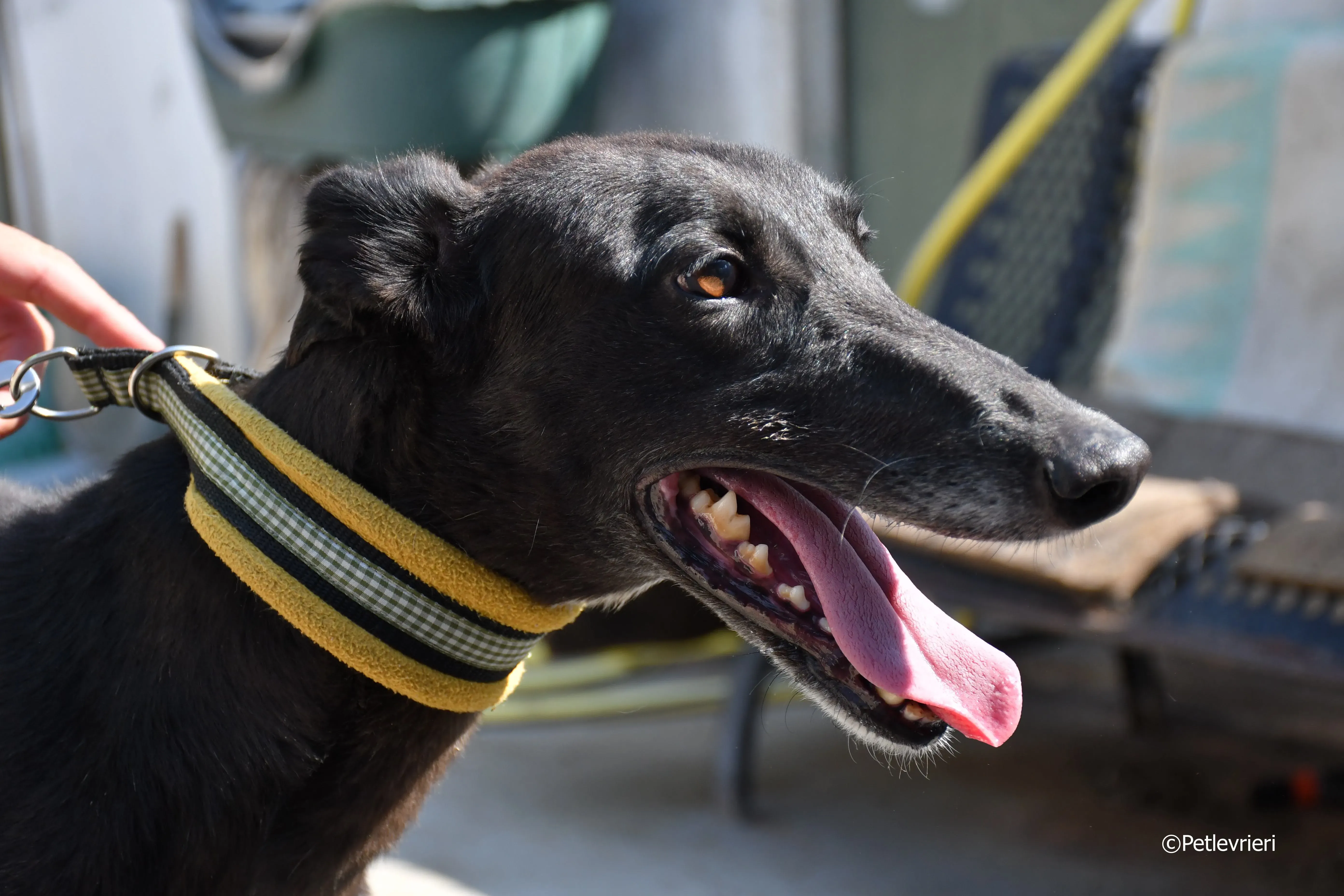 sense adozione levrieri galgo 17