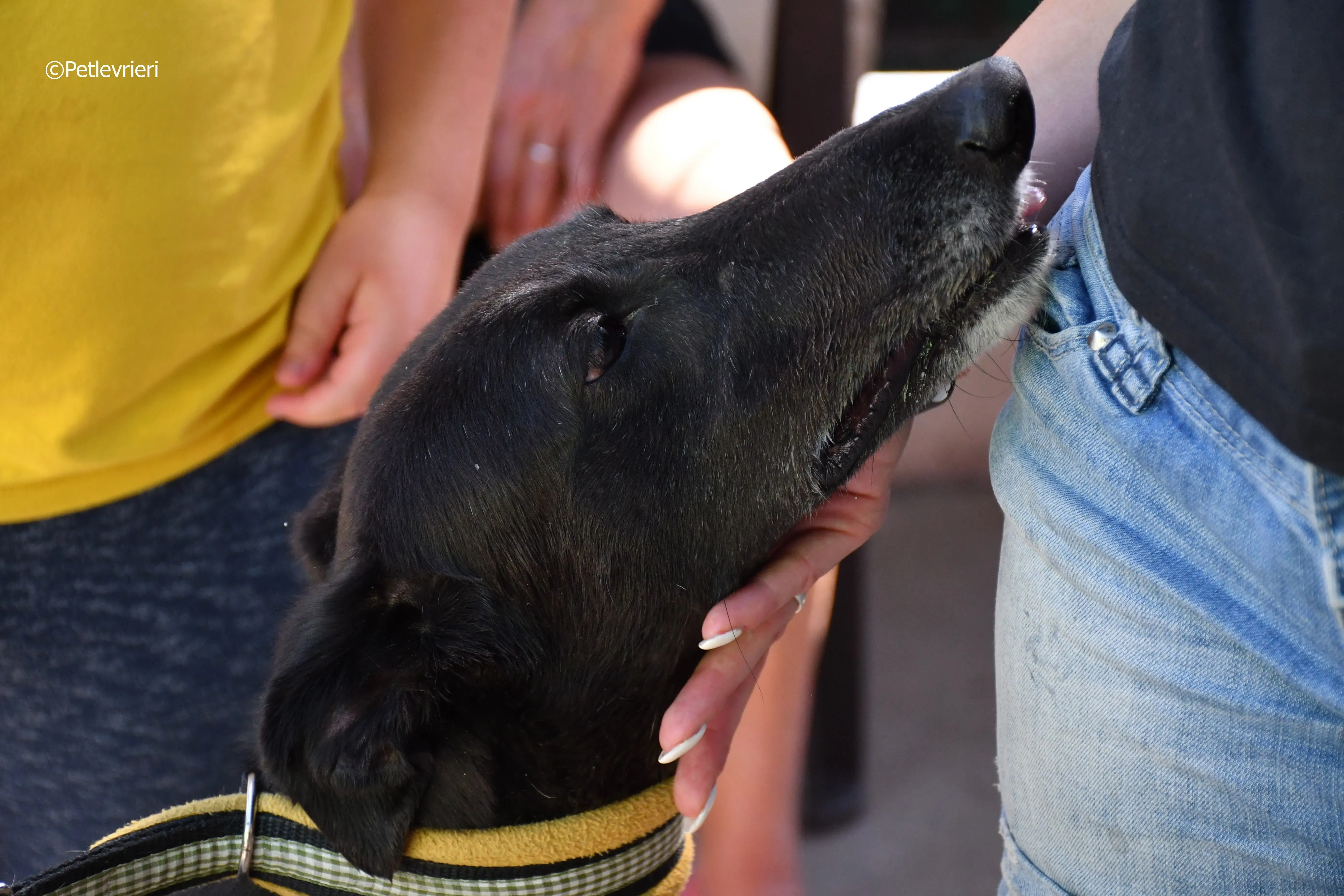 sense adozione levrieri galgo 18