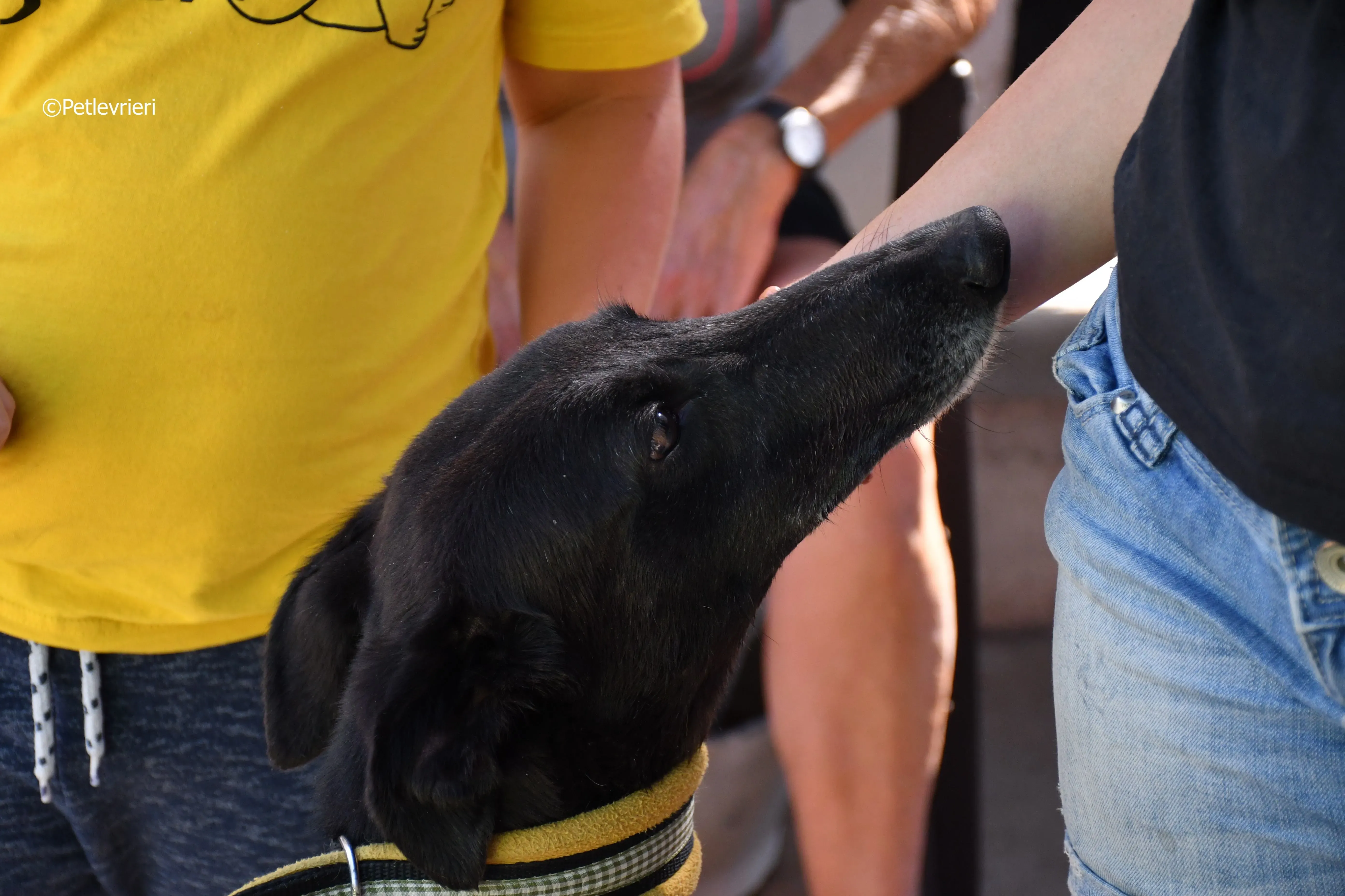 sense adozione levrieri galgo 19