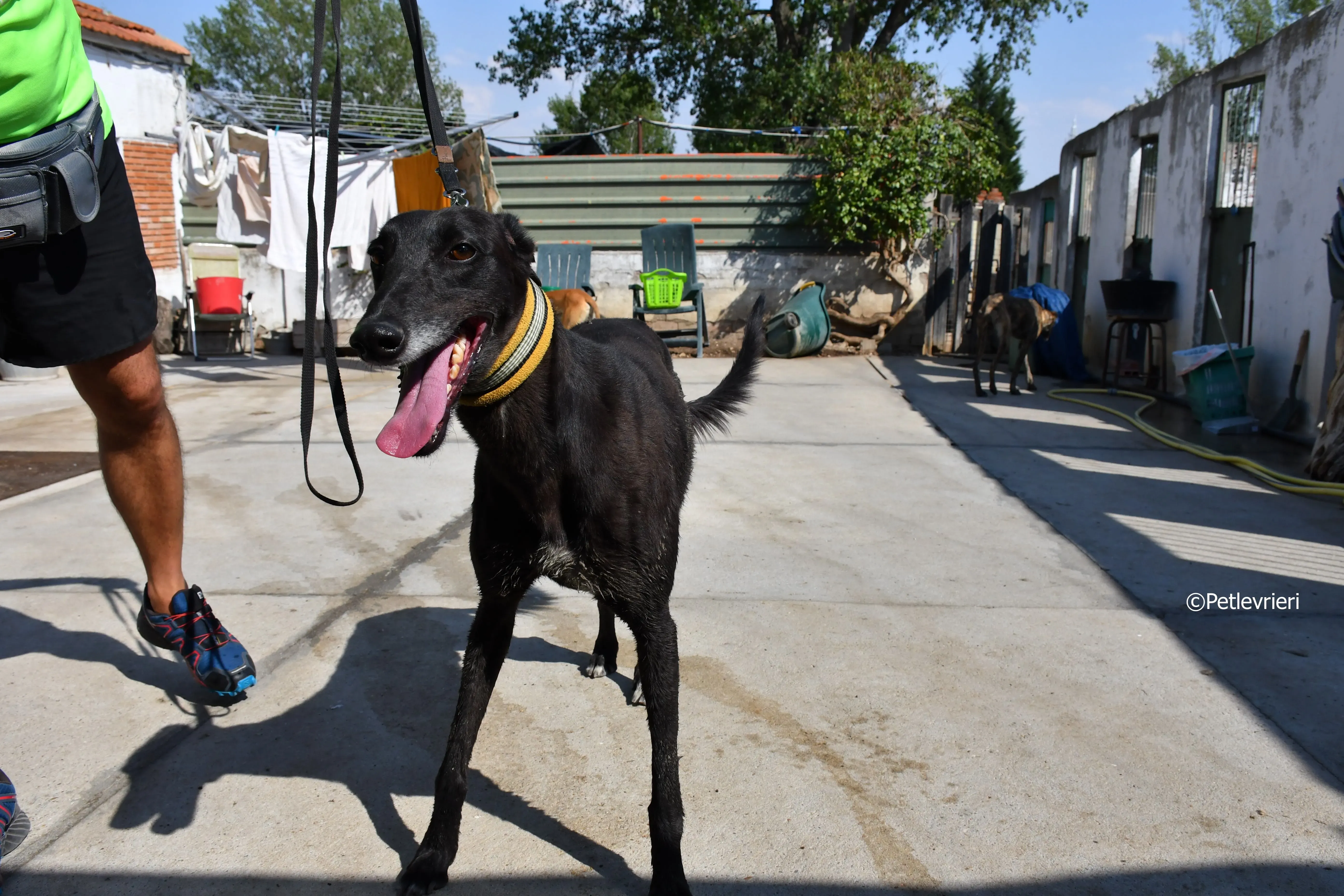 sense adozione levrieri galgo 2