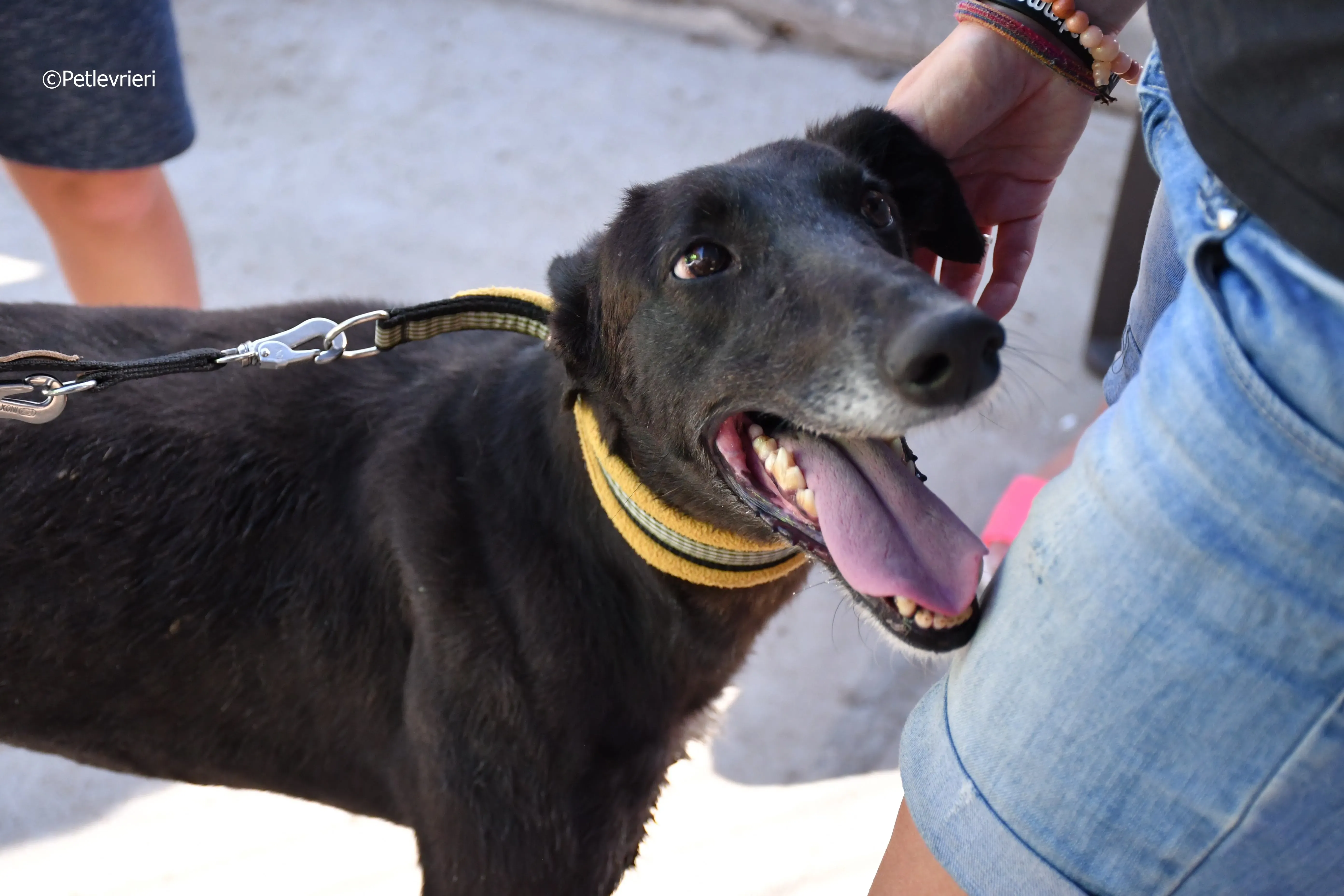 sense adozione levrieri galgo 20