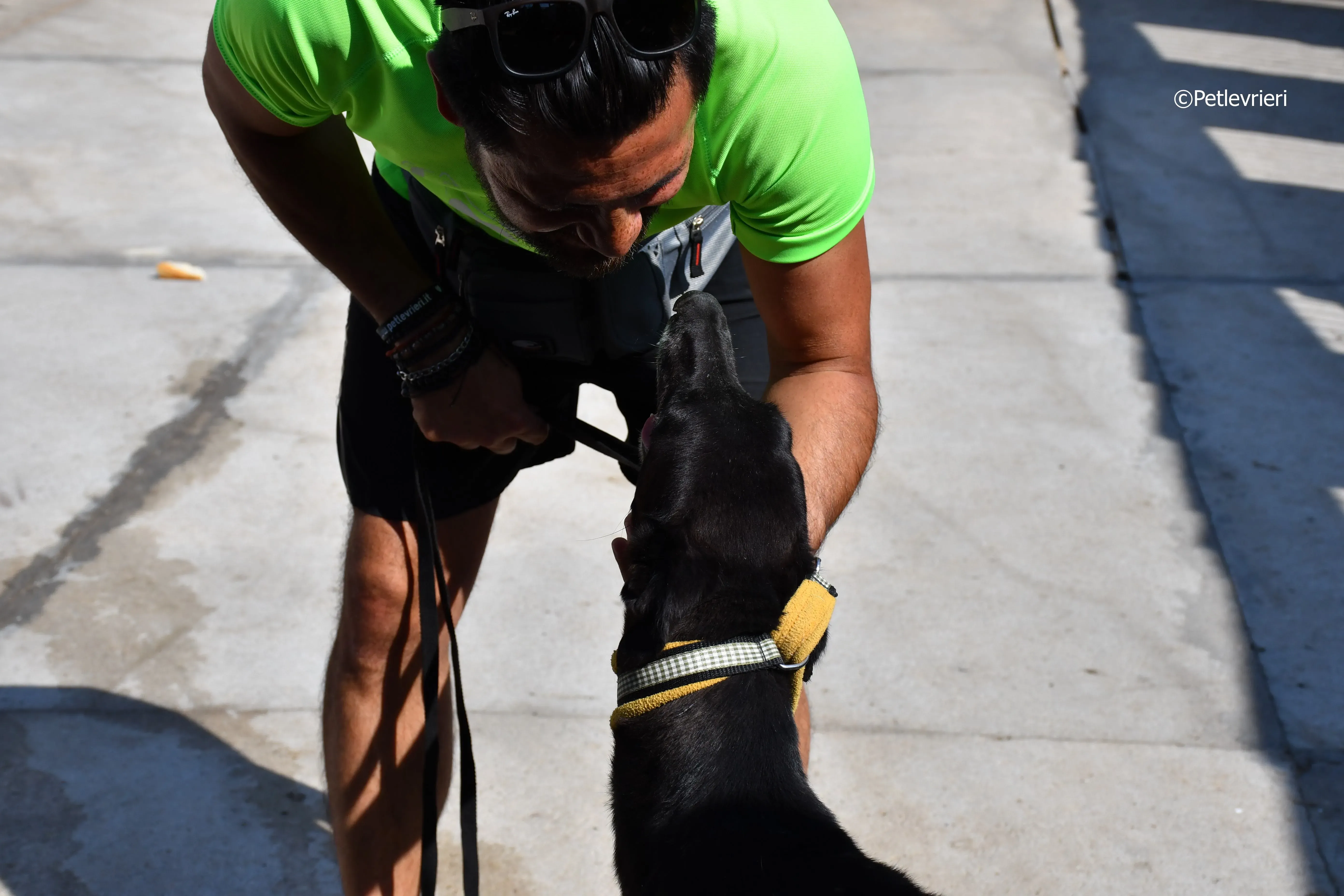 sense adozione levrieri galgo 21