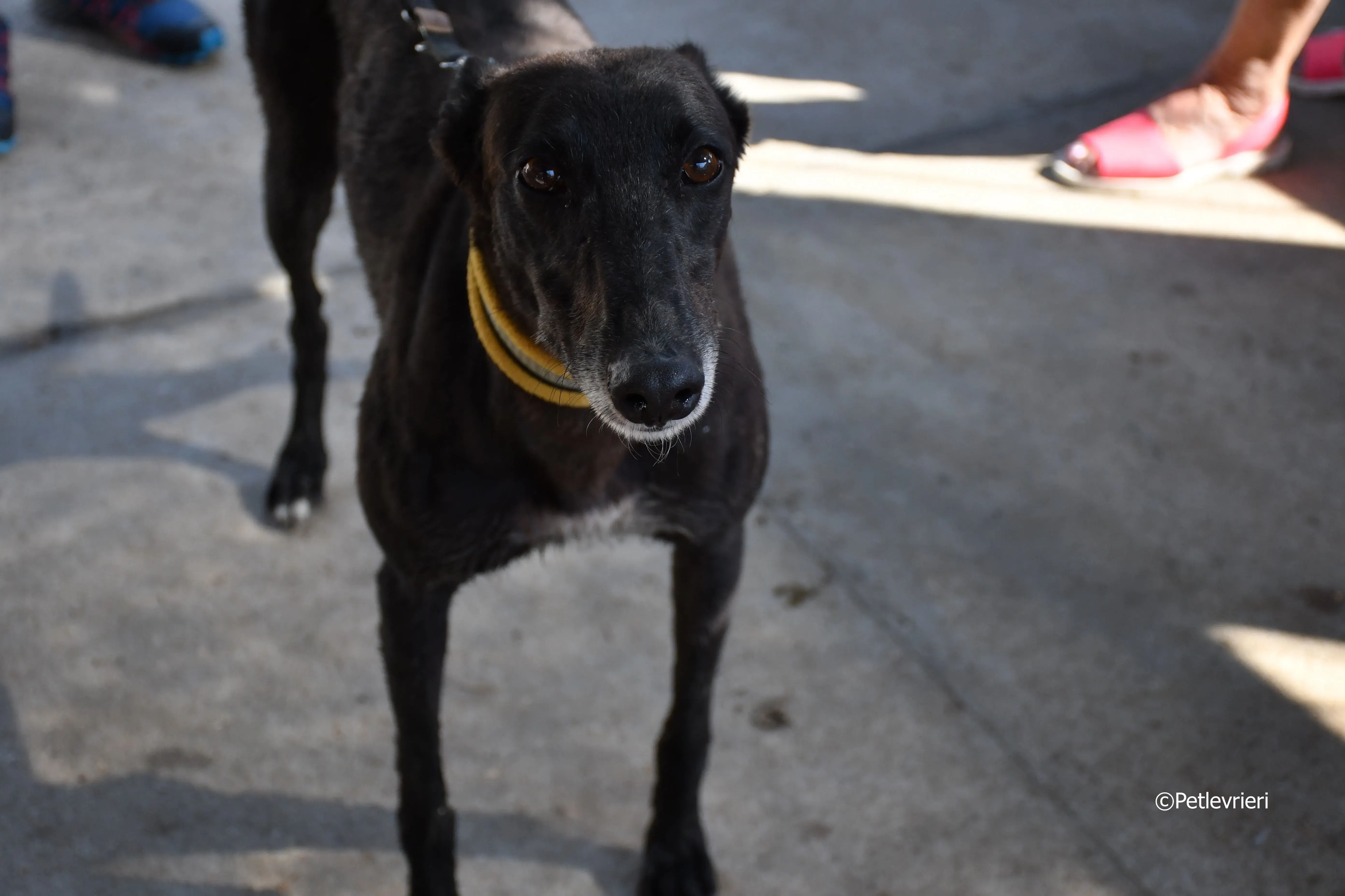 sense adozione levrieri galgo 22