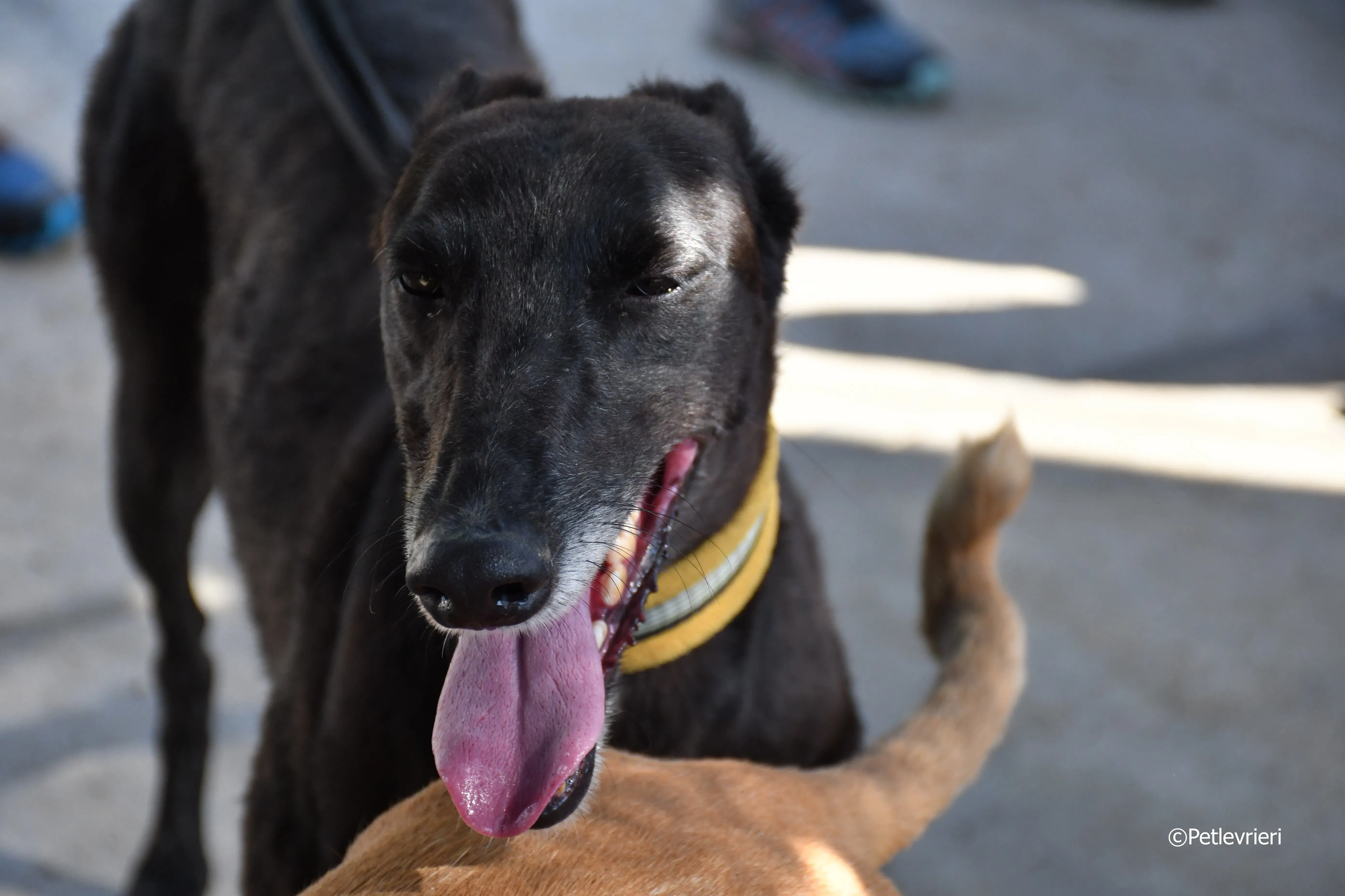 sense adozione levrieri galgo 23