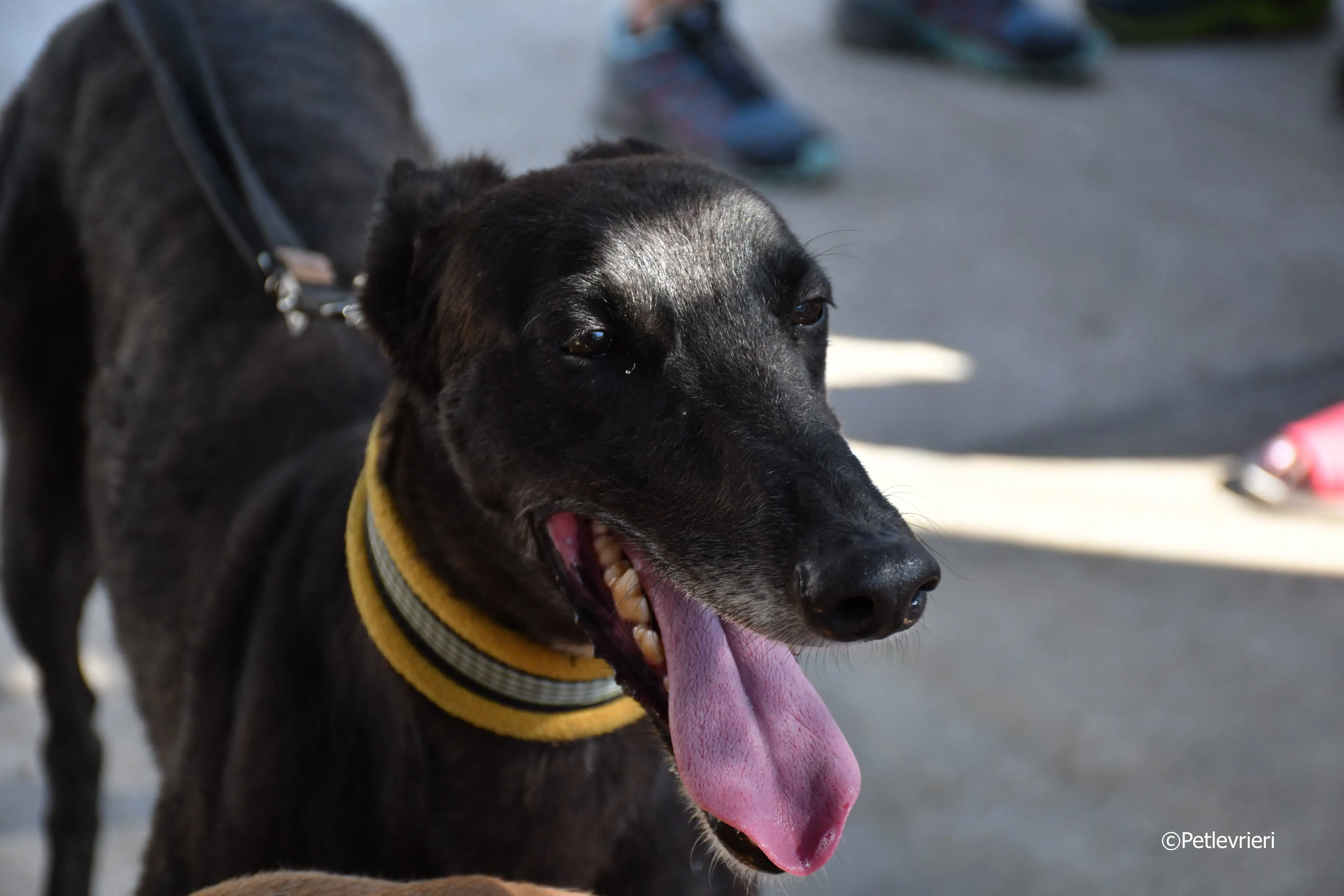 sense adozione levrieri galgo 24